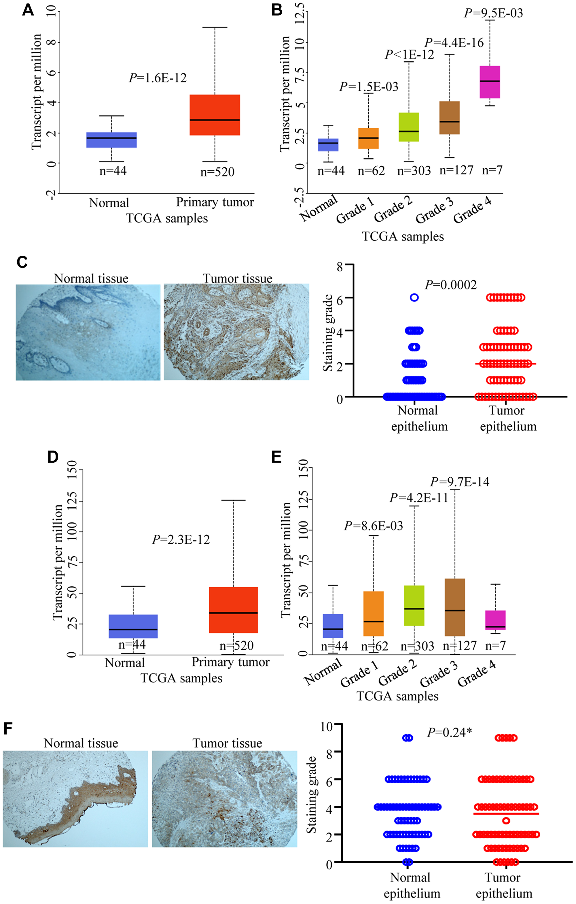 CPAP and EGFR expression levels in HNSCC and normal tissues