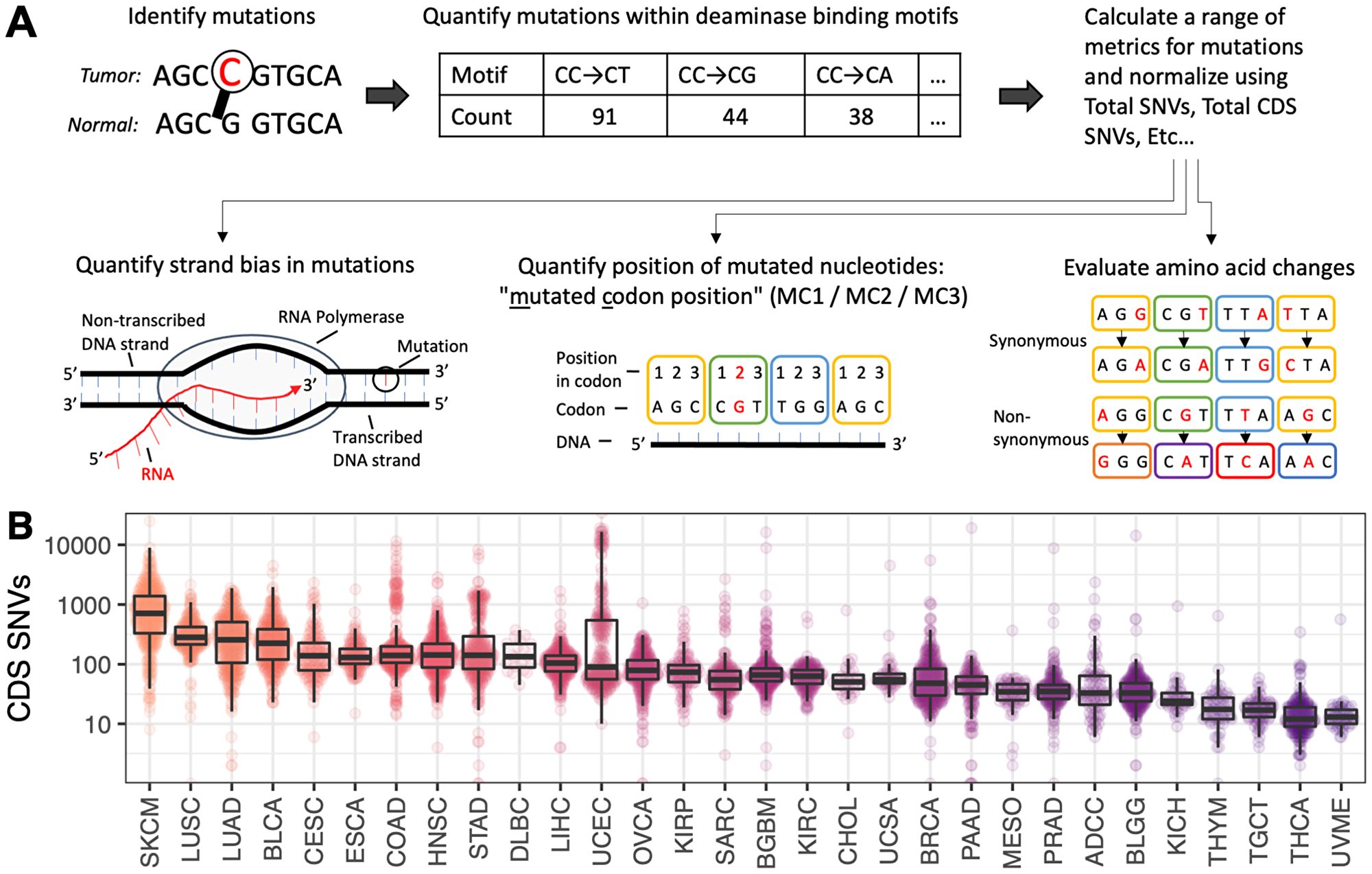 (A) Schematic of the key concepts involved in generating output from the P142 metric panel. Each metric in the P142 panel is described in full in Supplementary Table 1. These metrics are derived from tumor-normal single nucleotide variants and cover a range of sequence motifs, incorporating strand bias, codon context, transitions/transversions and synonymous/non-synonymous status. (B) Distribution of SNVs contained within the coding sequence (CDS) regions of the genome. Cancer types are ordered and colored from highest to lowest mutation burden.