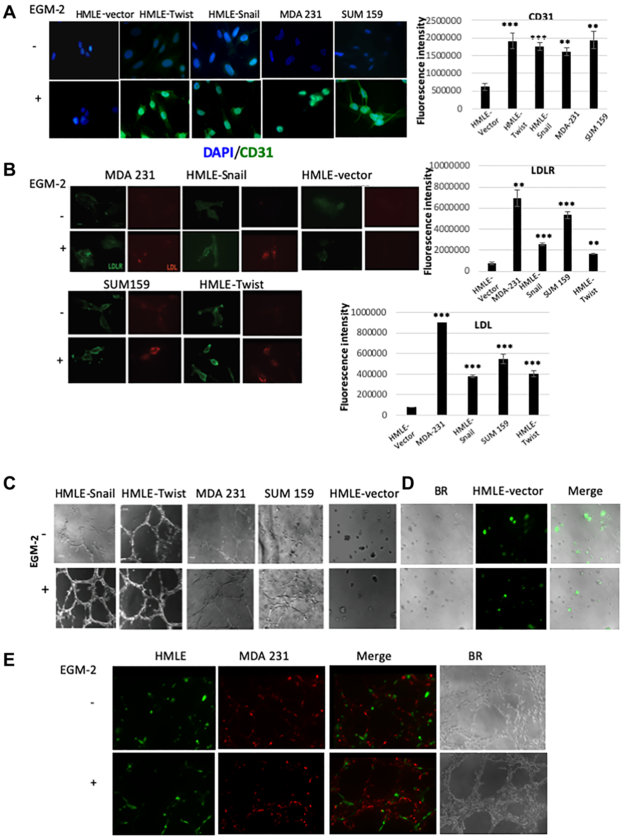 Cells that have undergone EMT can acquire endothelial-like phenotypic traits and functional behaviors in vitro