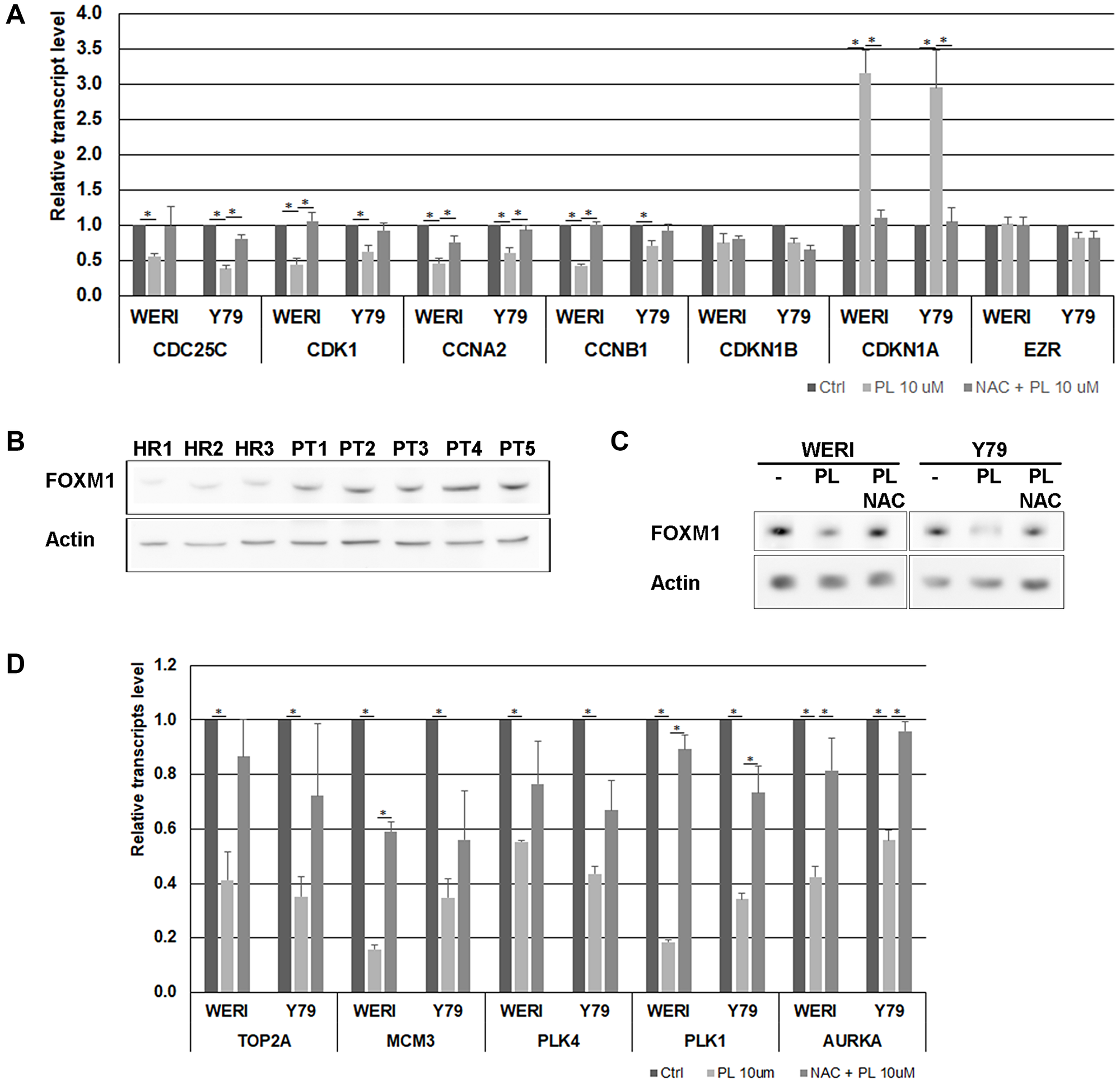 Effects of PL on cell cycle-regulatory factors in WERI-Rb and Y79 cells