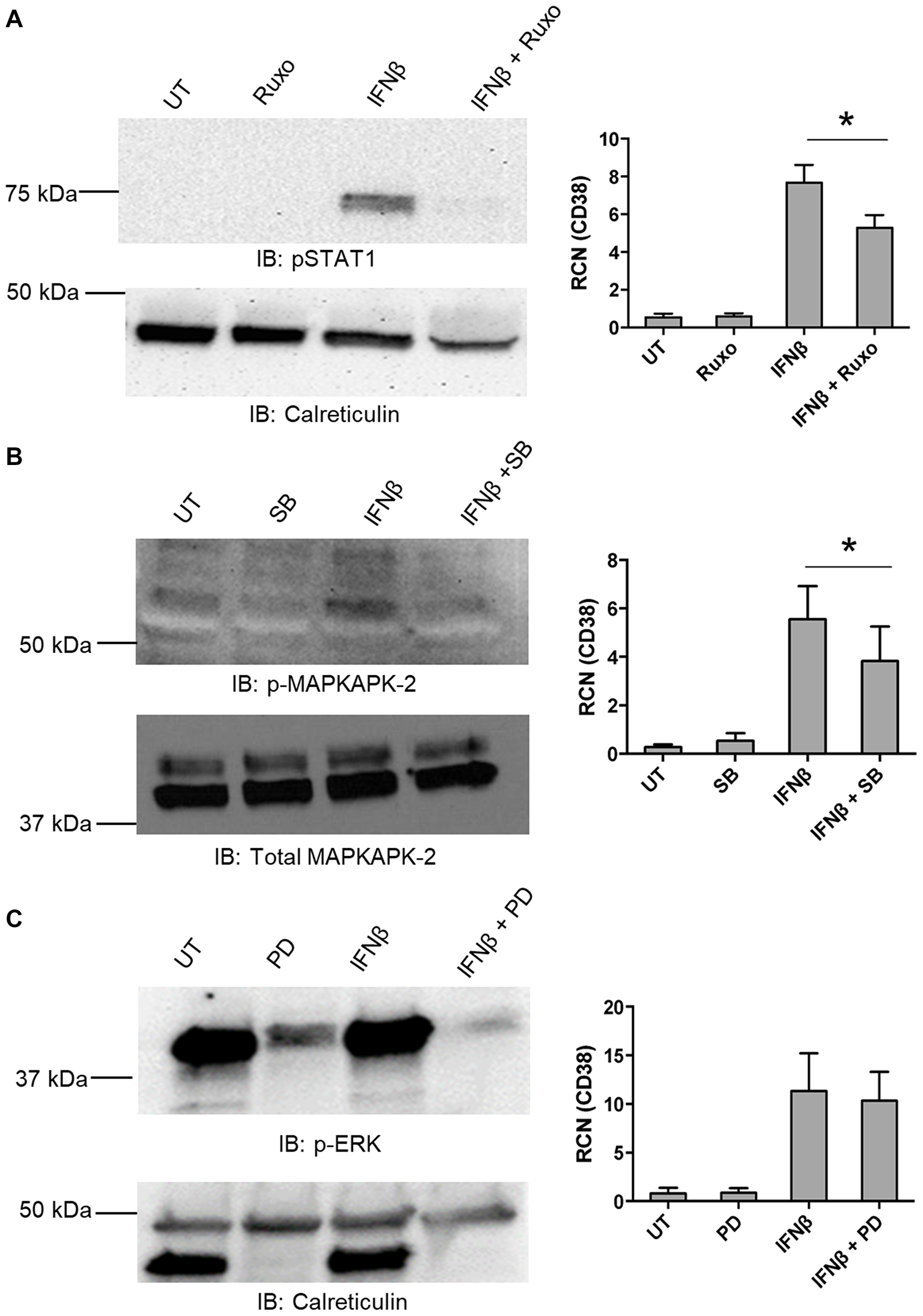 IFNβ-mediated up-regulation of CD38 requires canonical and non-canonical pathways