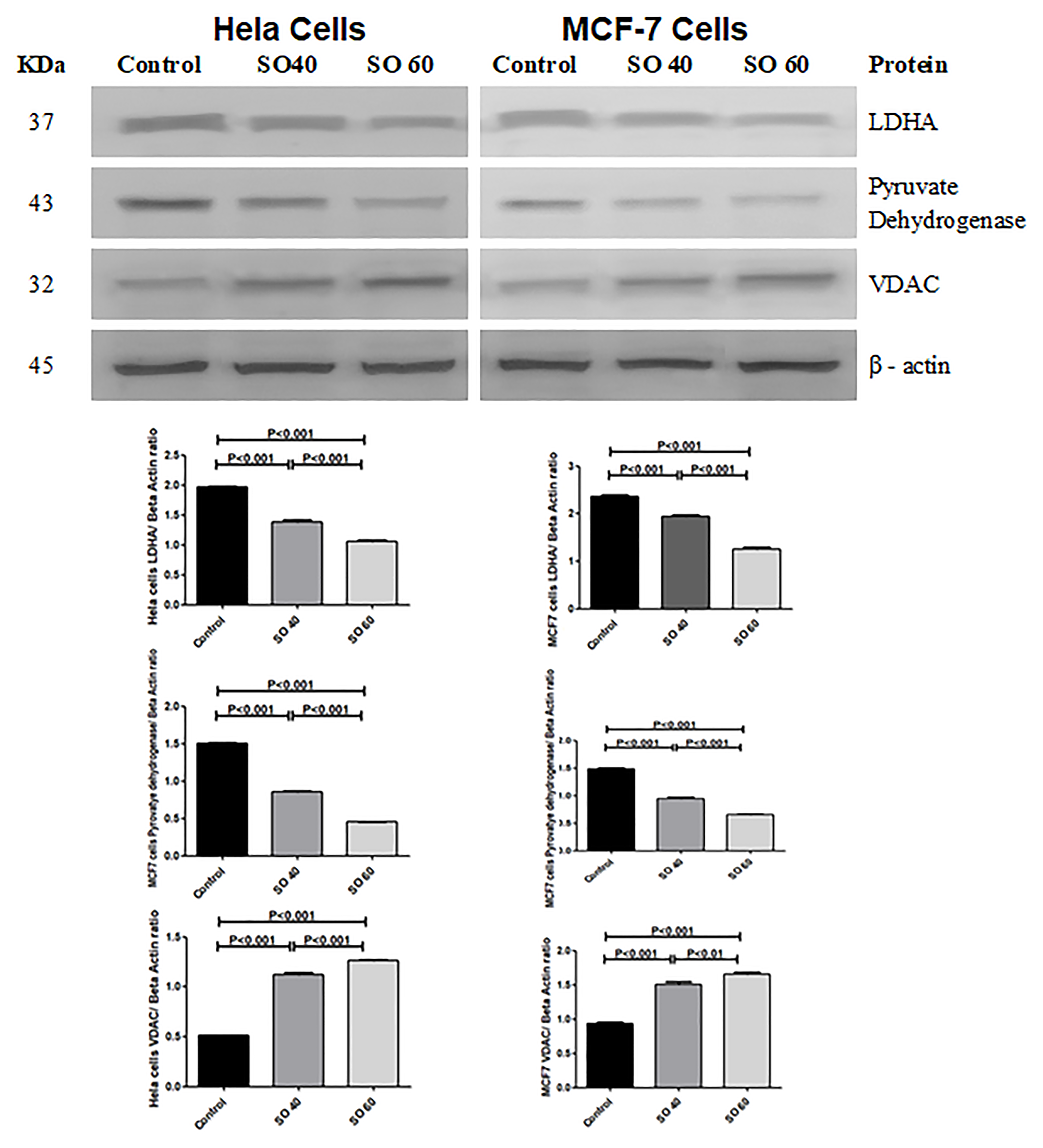 Expression of LDHA, PDH and VDAC proteins in 40 mmol and 60 mmol SO treated HeLa and MCF-7 cancer cells compared to control non-treated HeLa and MCF-7 cancer cells