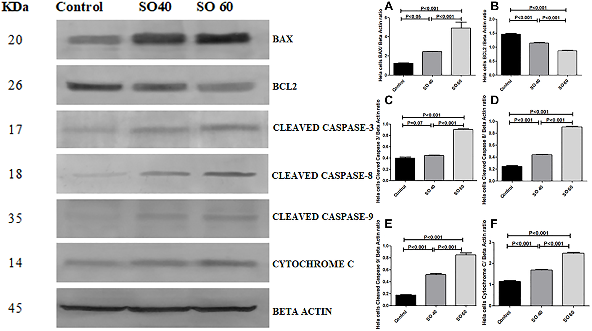 Expression of apoptotic proteins Bax, cleaved caspase-3, cleaved caspase-8, cleaved caspase-9, cytochrome c and anti-apoptotic proteins Bcl2 in 40 mmol and 60 mmol SO treated HeLa cancer cells compared to control non-treated HeLa cells