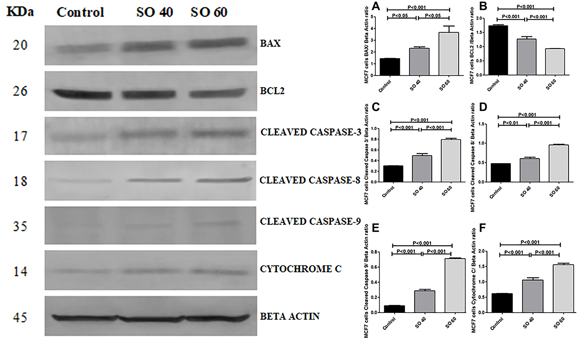 Expression of apoptotic proteins Bax, cleaved caspase-3, cleaved caspase-8, cleaved caspase-9, cytochrome c and anti-apoptotic proteins Bcl2 in 40 mmol and 60 mmol SO treated MCF-7 cancer cells compared to control non-treated MCF-7 cells
