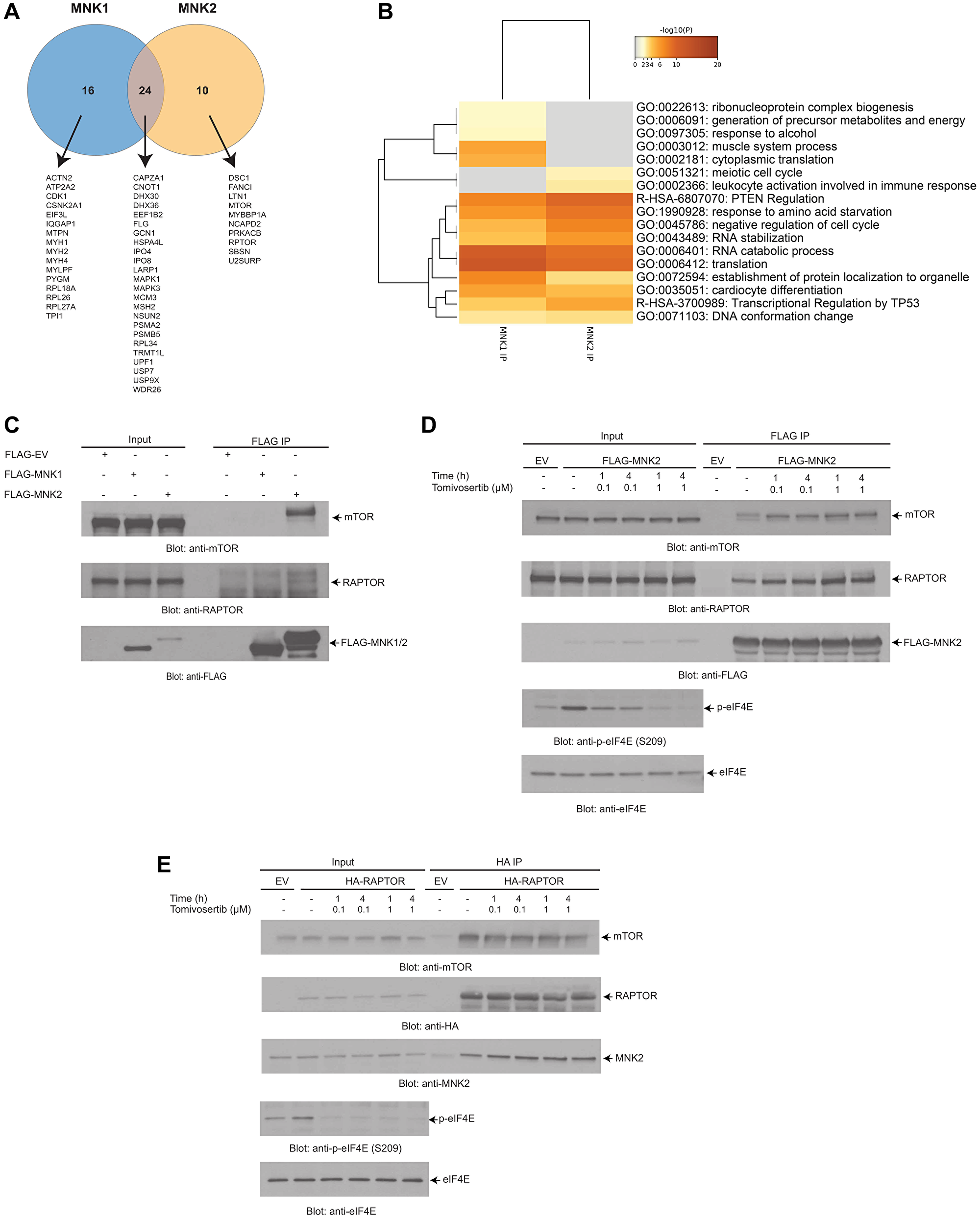 LC-MS/MS analysis identifies putative MNK1/2 targets and interactors