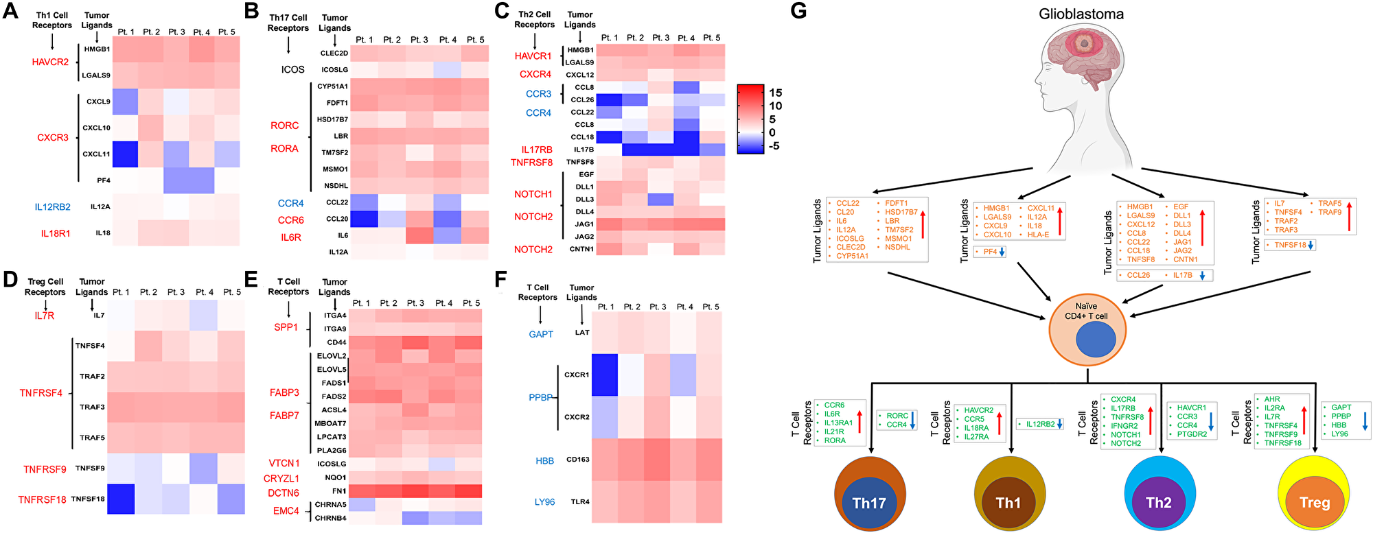 Expression pattern of ligands of corresponding receptors specific for CD4+ T cell lineages in GBM tumor tissue