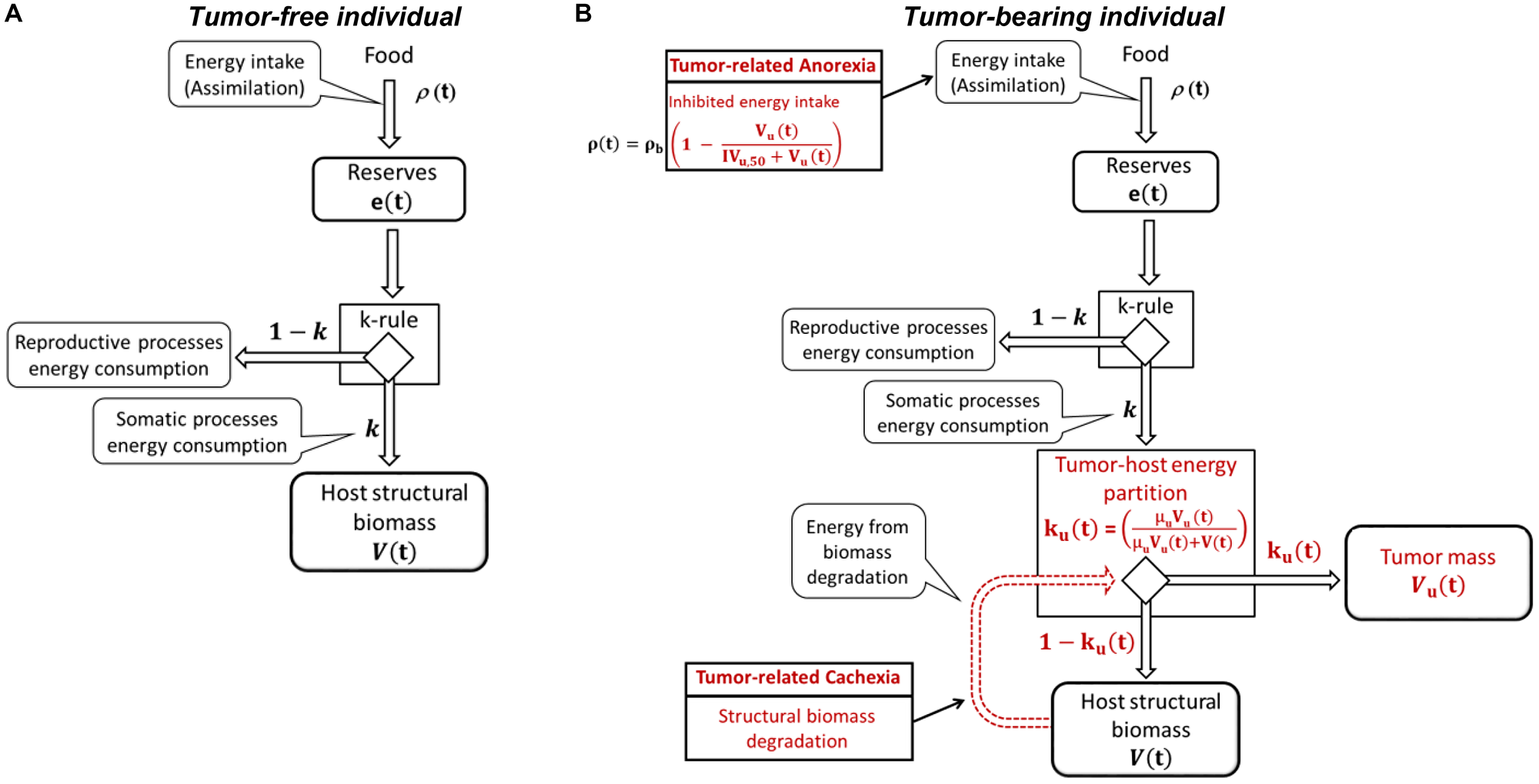 Energy fluxes in tumor-free (A) and tumor-bearing (B) individual.