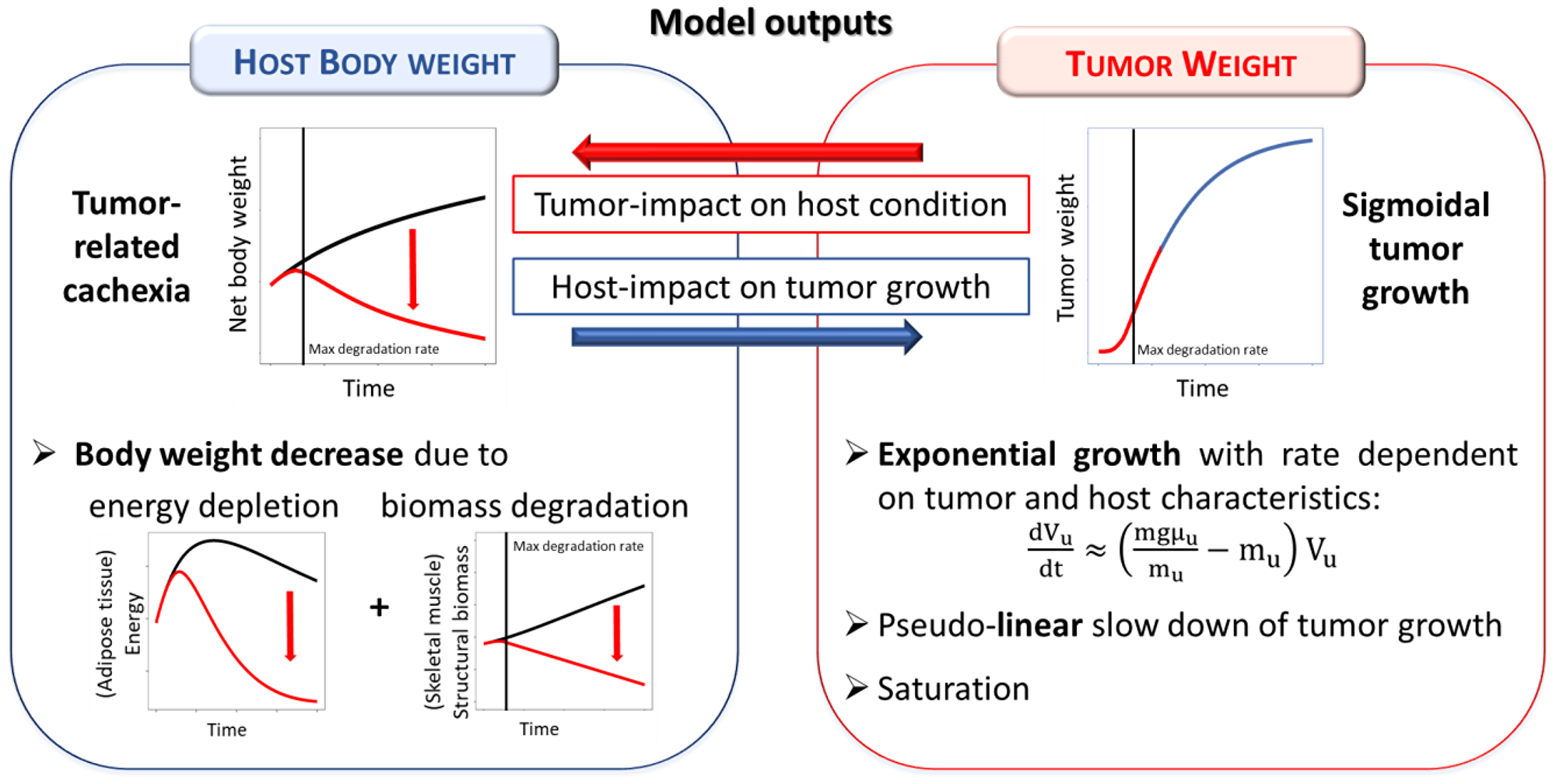 Summary of the tumor-in-host interactions as modeled in the tumor-in-host DEB-based framework