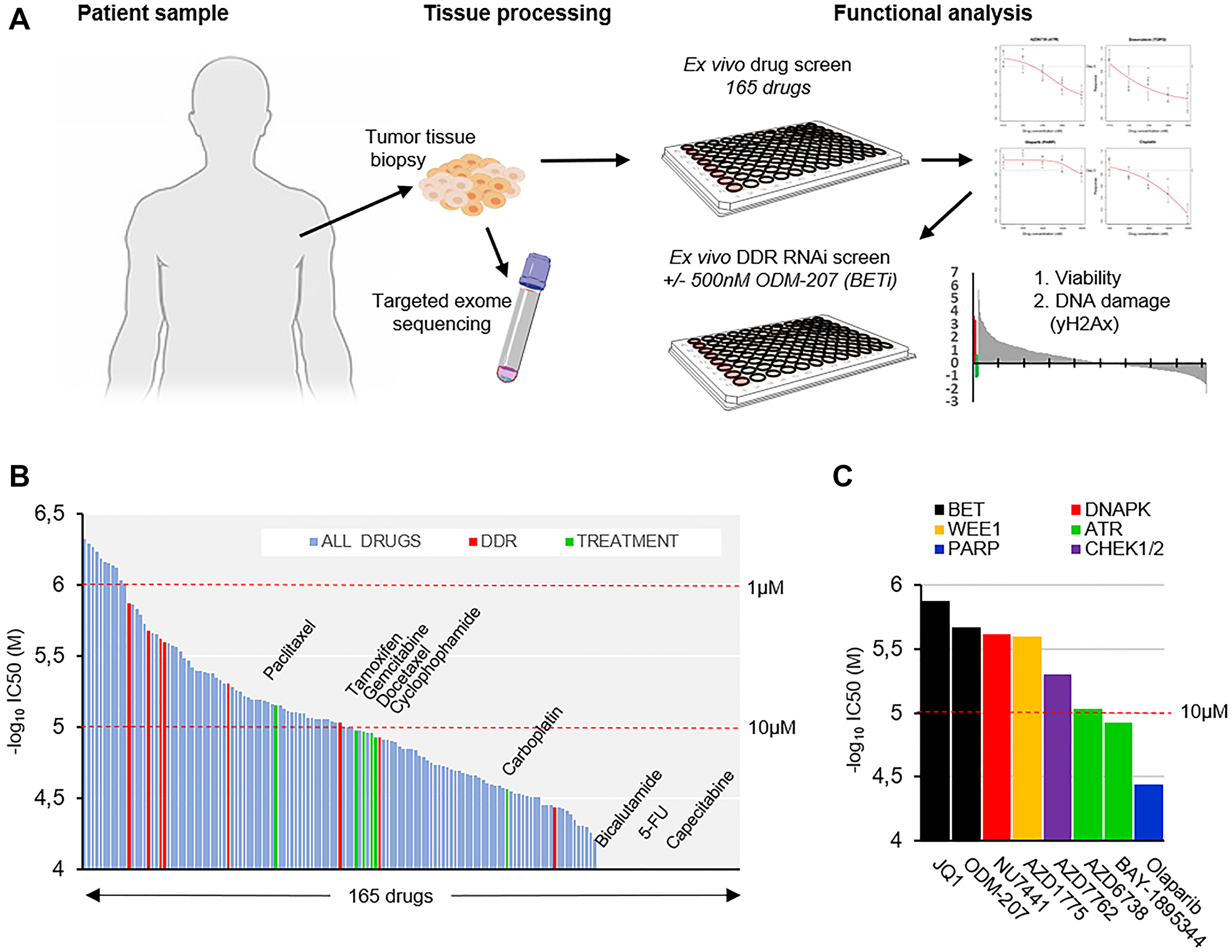 Ex vivo analysis of therapeutic strategies in a metastatic apocrine sweat gland cancer