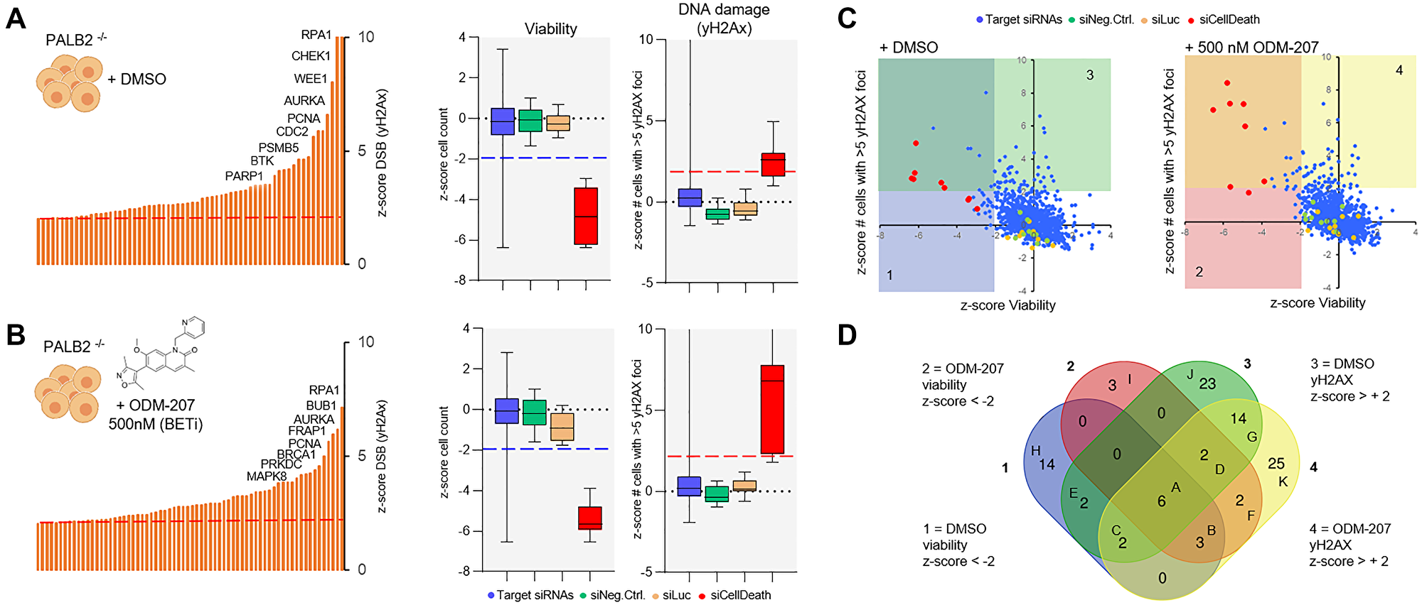 A DNA repair RNAi screen for the identification of essential DDR genes in the CAC cells