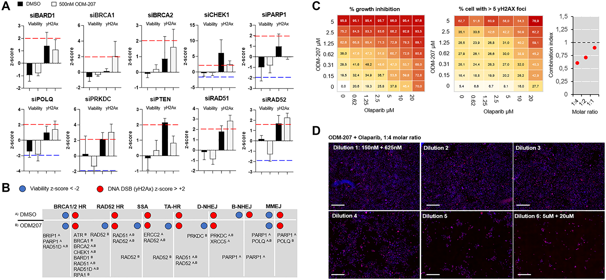Analysis of efficacy of targeting different DNA repair pathways on PALB2 mutated CAC cells
