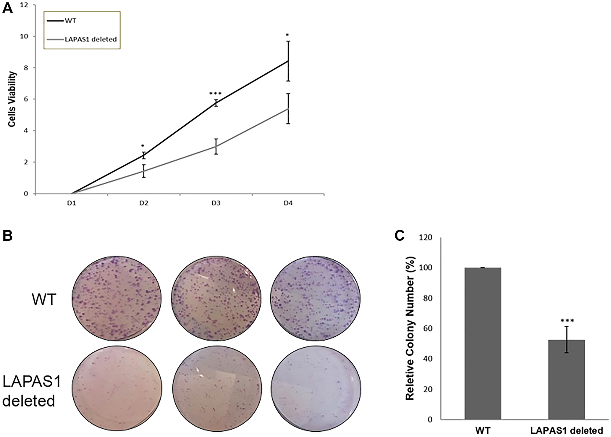 LAPAS1 deletion attenuates cell proliferation