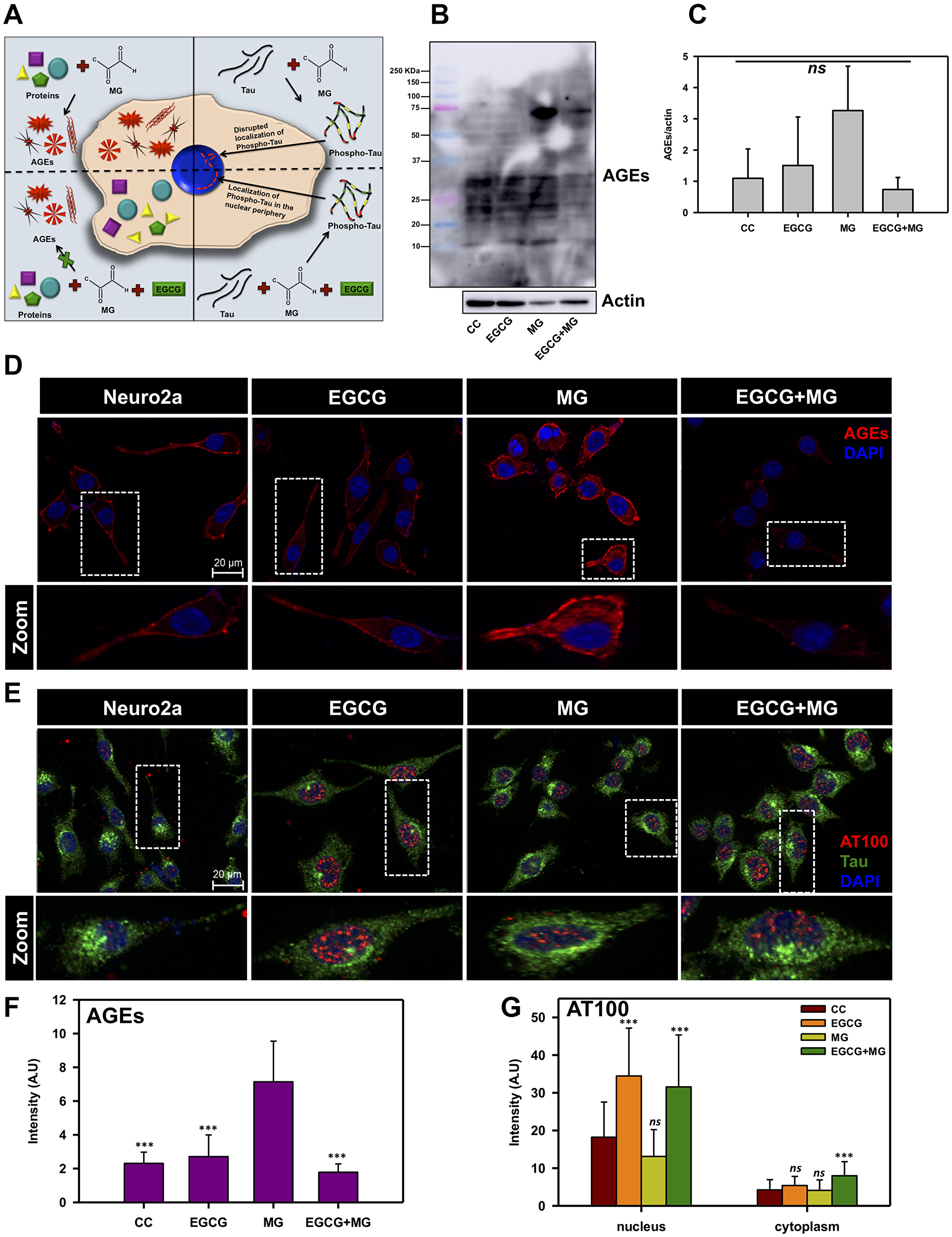 EGCG inhibits MG-induced AGEs formation in neuronal cells