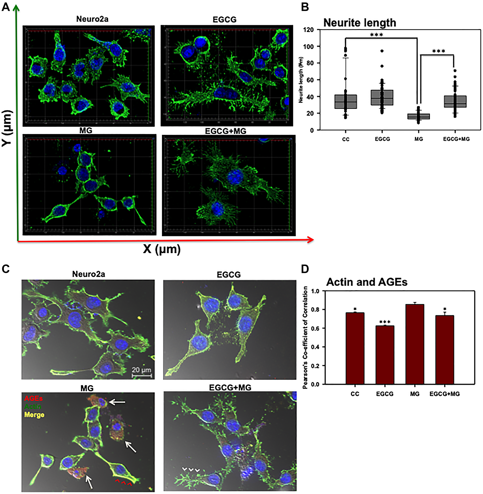 Effect of EGCG on actin cytoskeleton remodeling