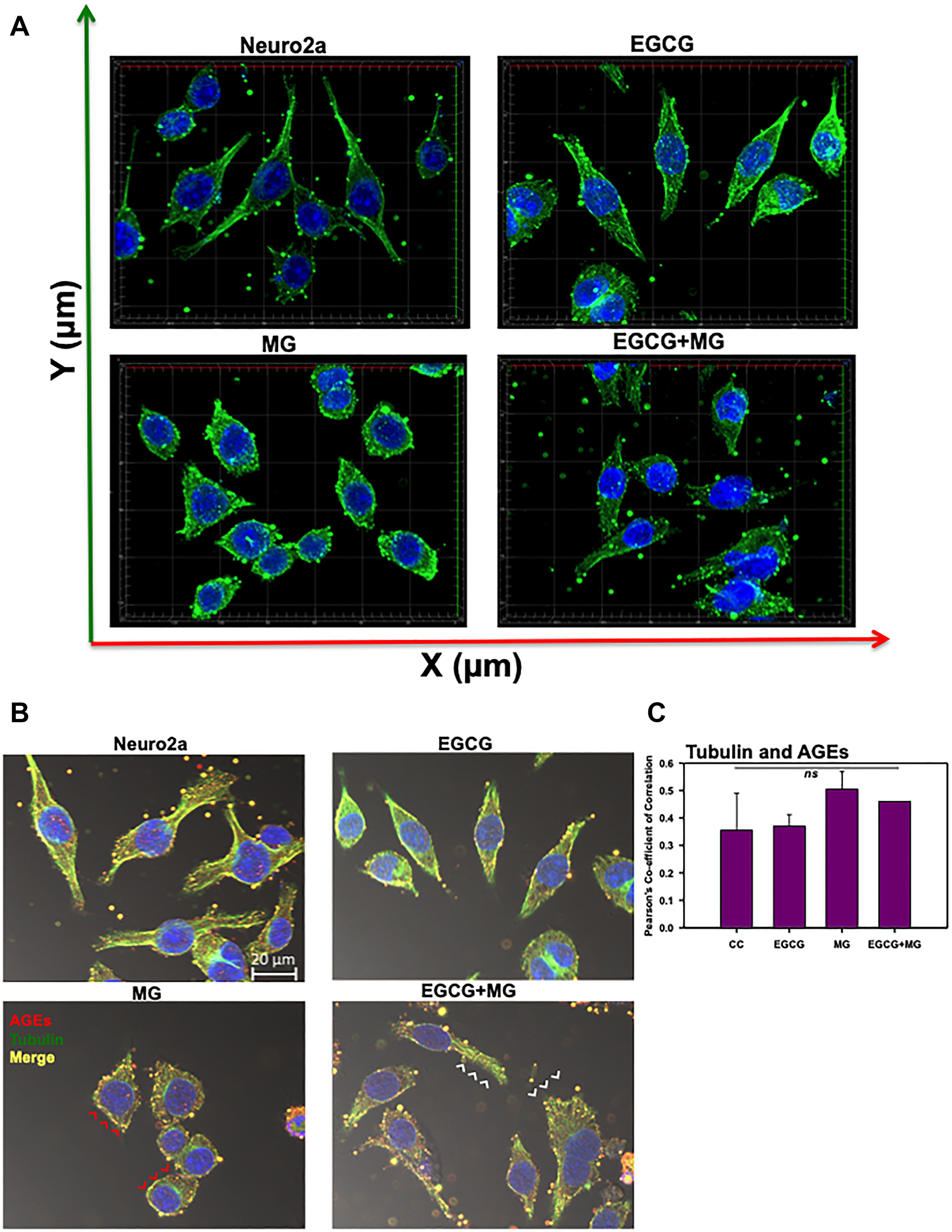 Effect of EGCG on tubulin cytoskeleton