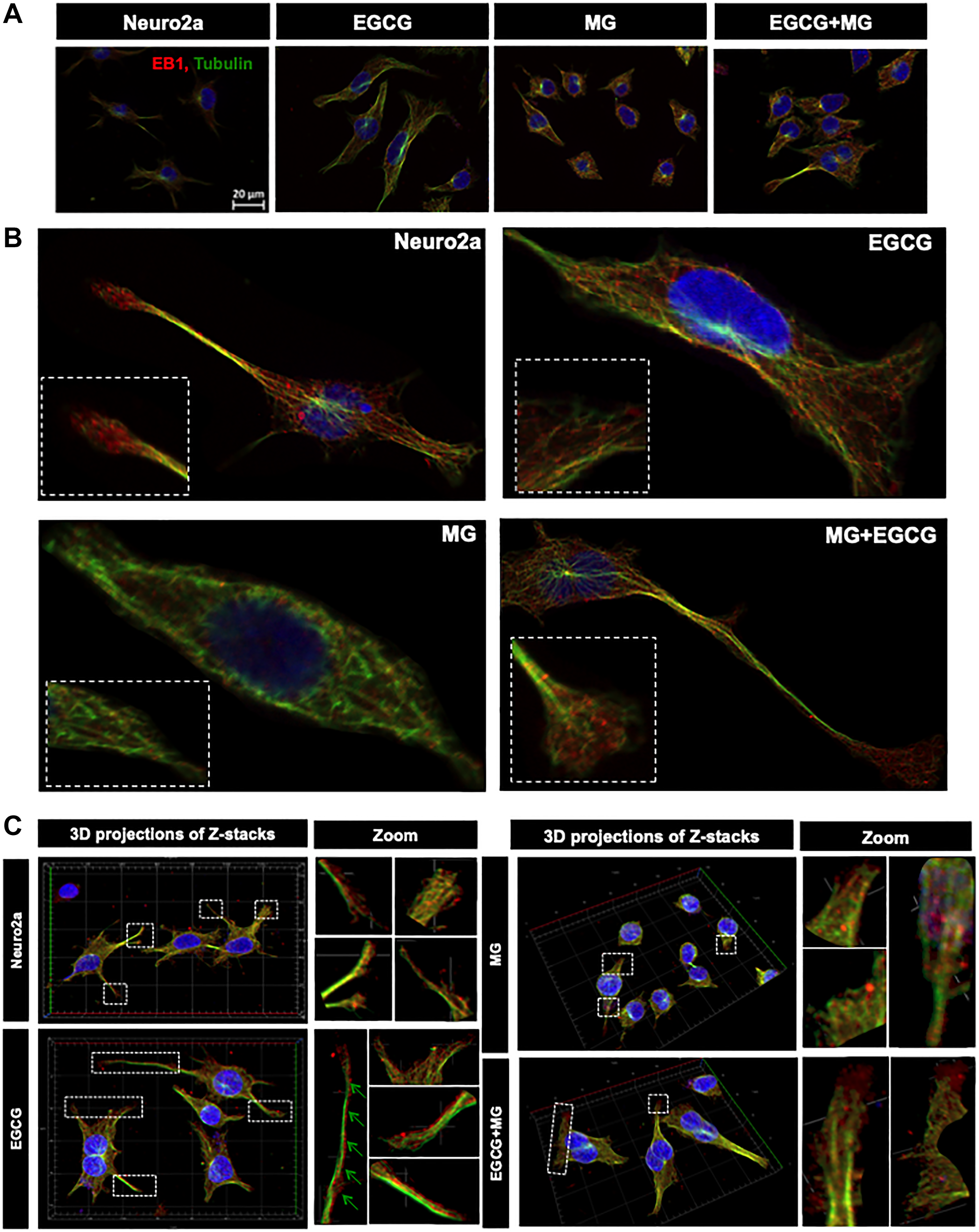 Microtubule stabilization by EB1 maintained by EGCG