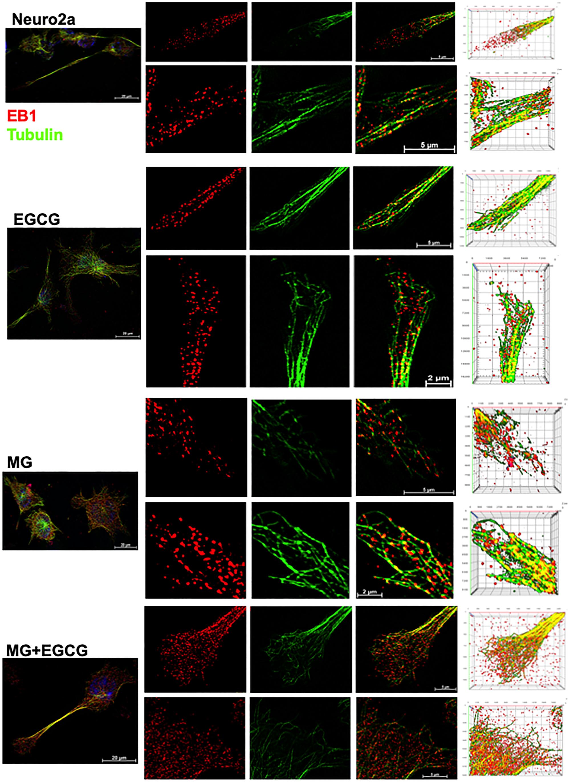 Super-resolved images for EB1-mediated microtubule stabilization