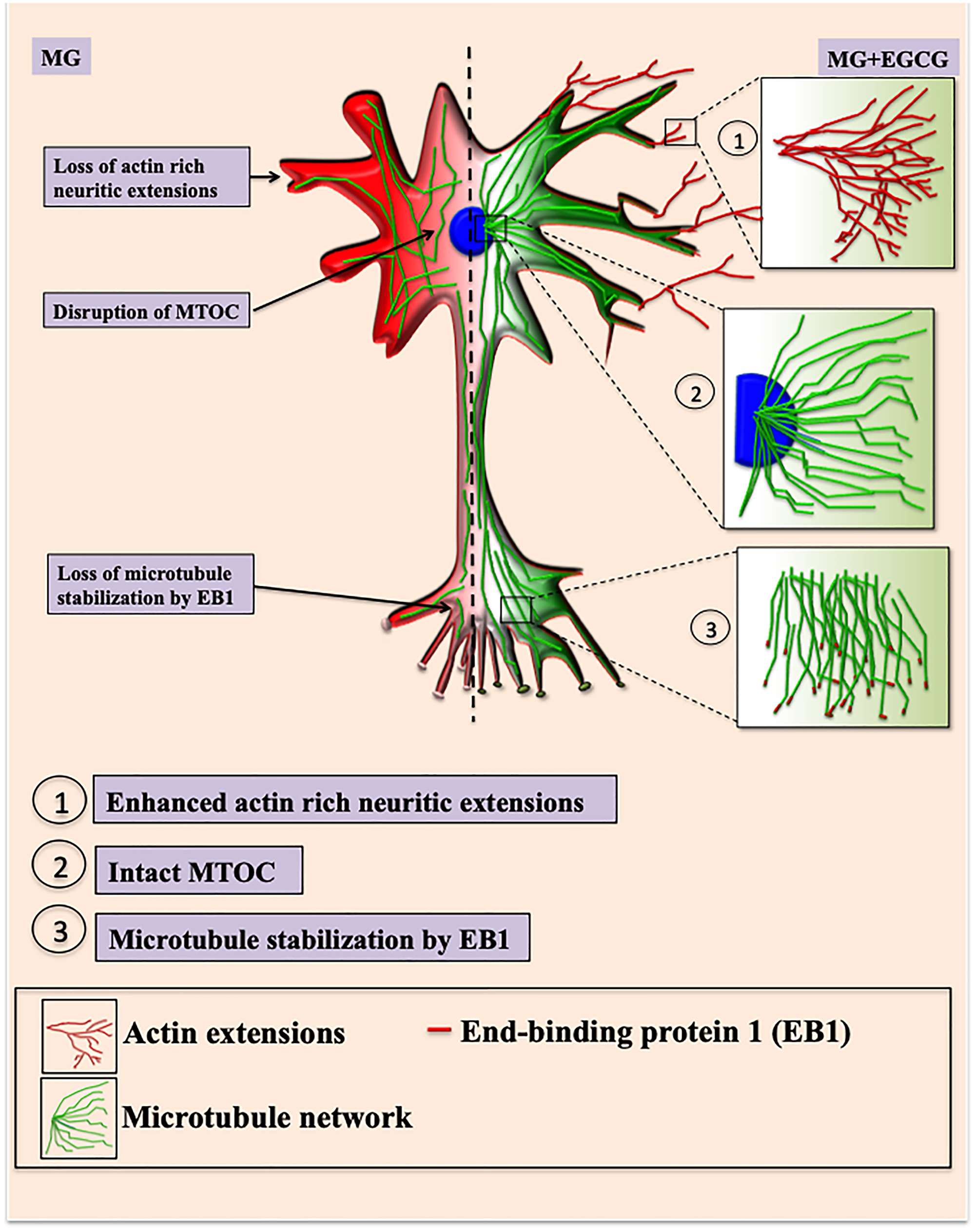 EGCG maintains neuronal cell cytoskeleton integrity