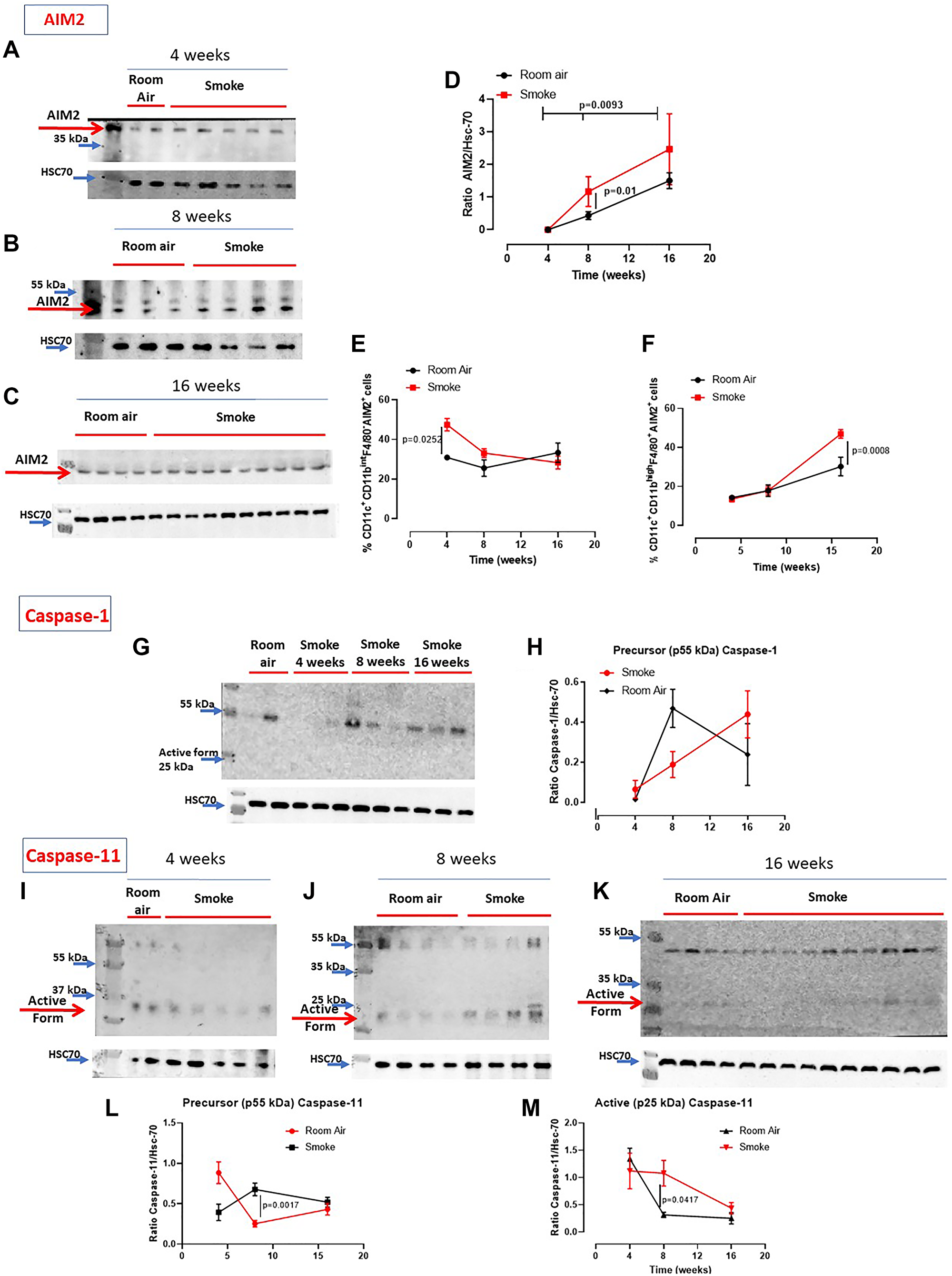 Involvement of the inflammasome in smoking mice