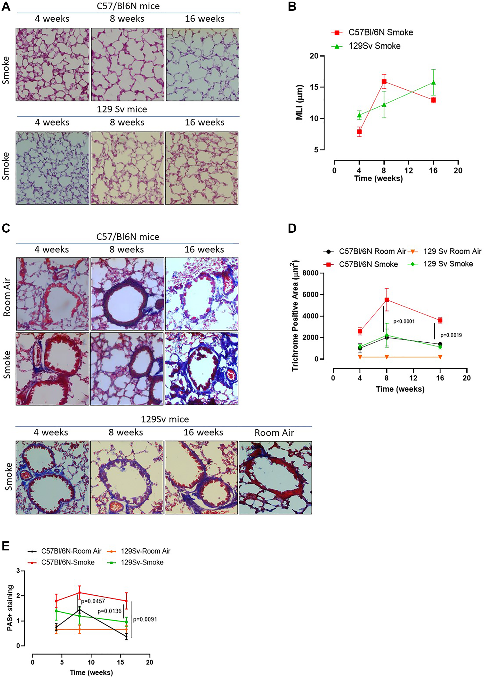 Smoking 129Sv mice showed no alteration of lung morphology compared to C57Bl/6N mice