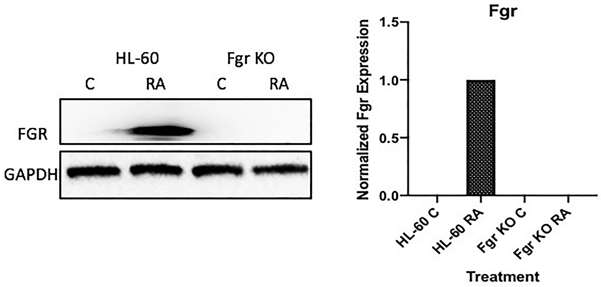FGR Western blot analysis of HL-60 wt and FGR KO cells untreated and treated with RA