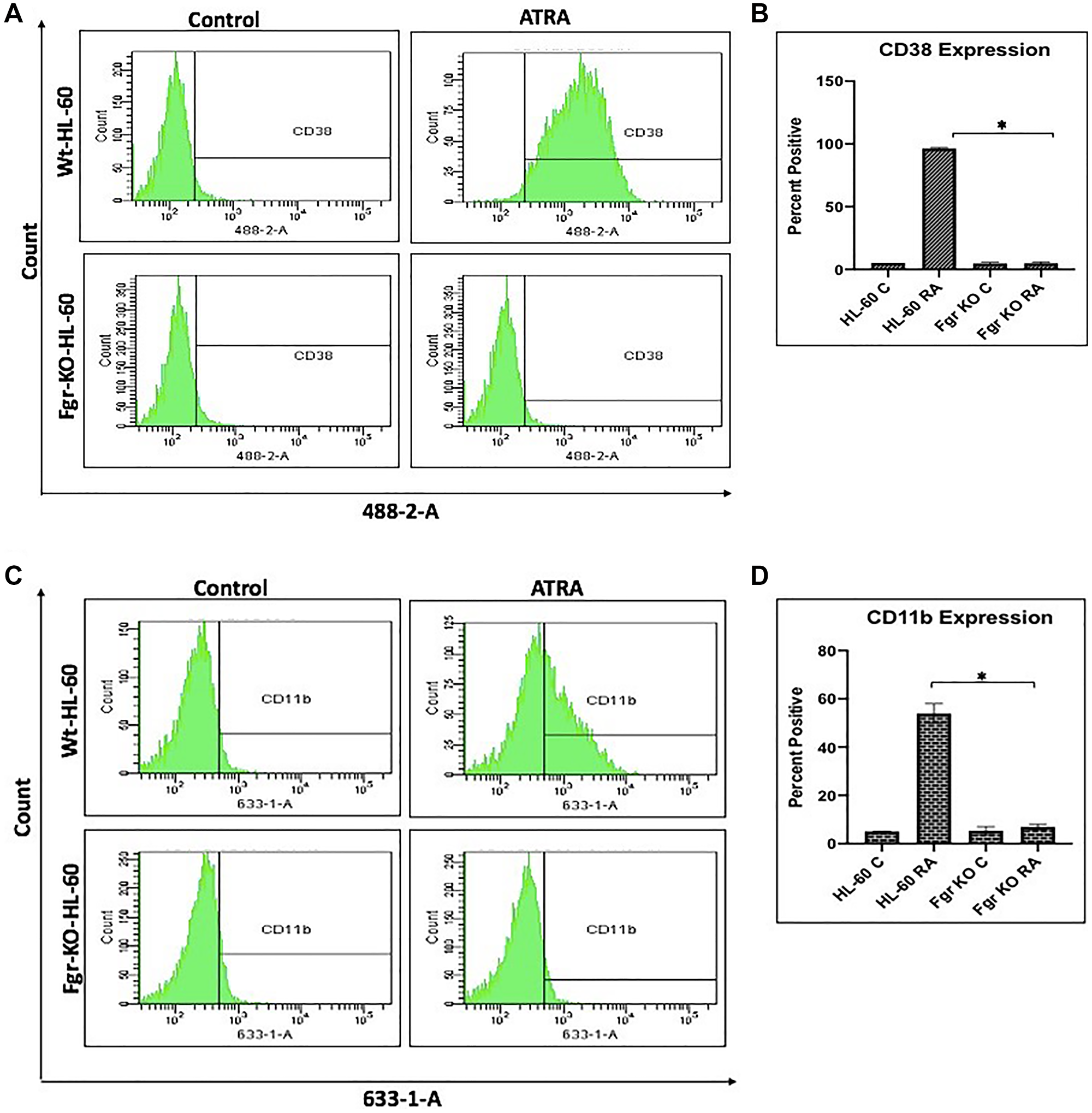 Phenotypic cell surface differentiation marker analysis of HL-60 wt and FGR KO cells untreated and treated with RA