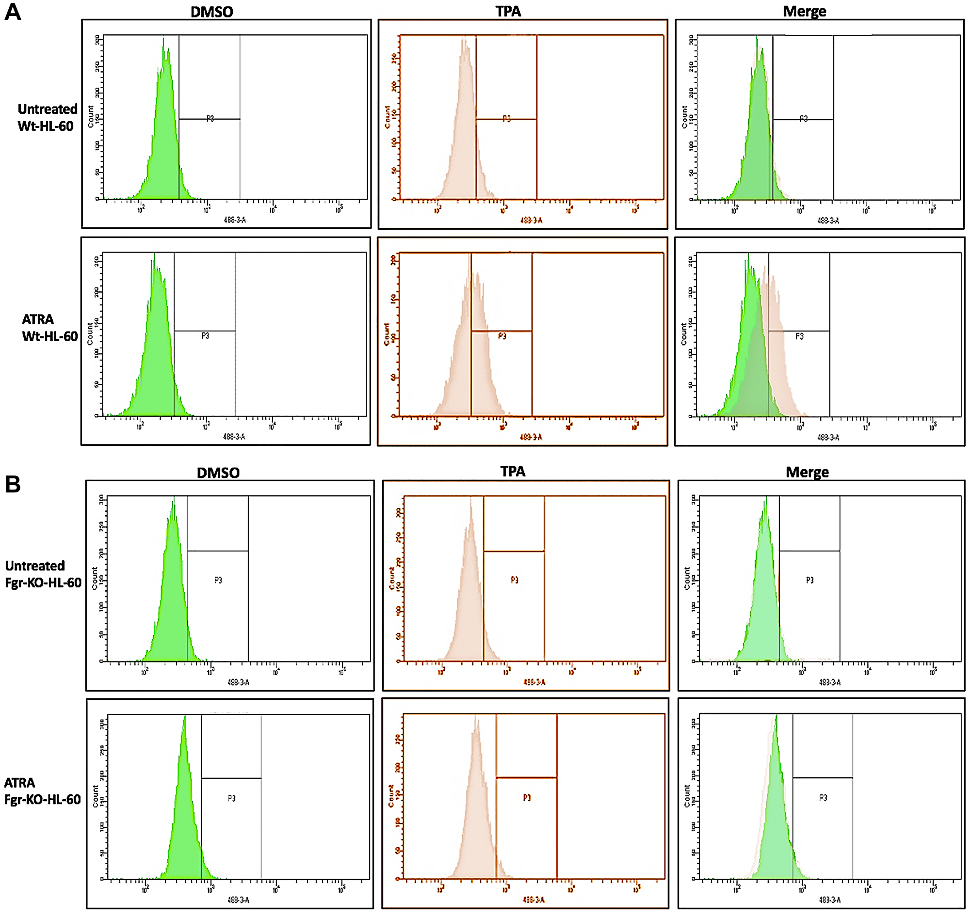 Functional differentiation marker analysis of HL-60 wt and FGR KO cells untreated and treated with RA measured by TPA-induced respiratory burst