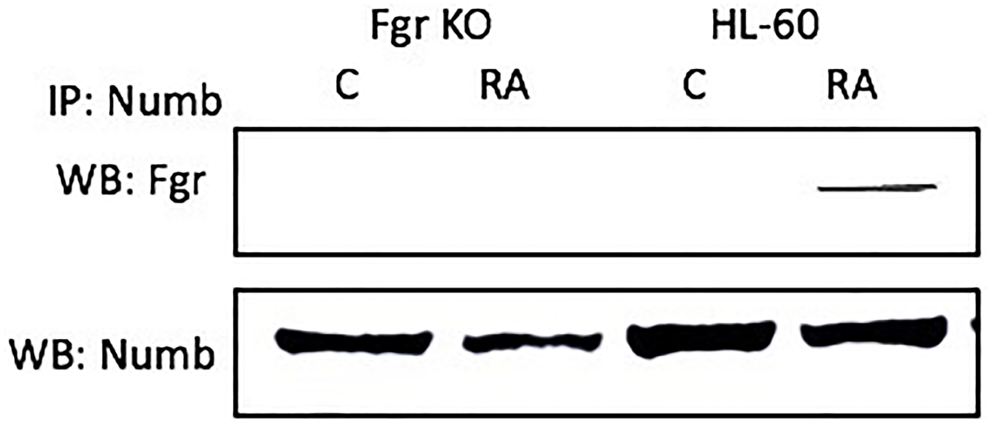 The NUMB-FGR interaction assessed by immunoprecipitation
