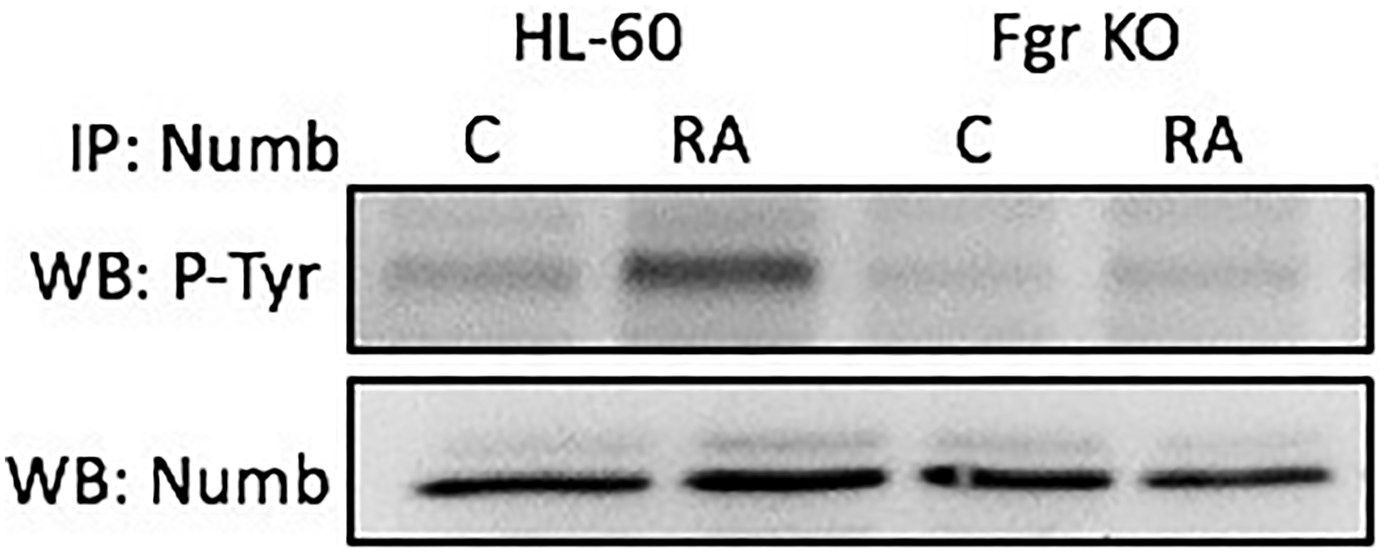 Numb tyrosine phosphorylation in HL-60 wt and Fgr KO cells assessed by immunoprecipitation