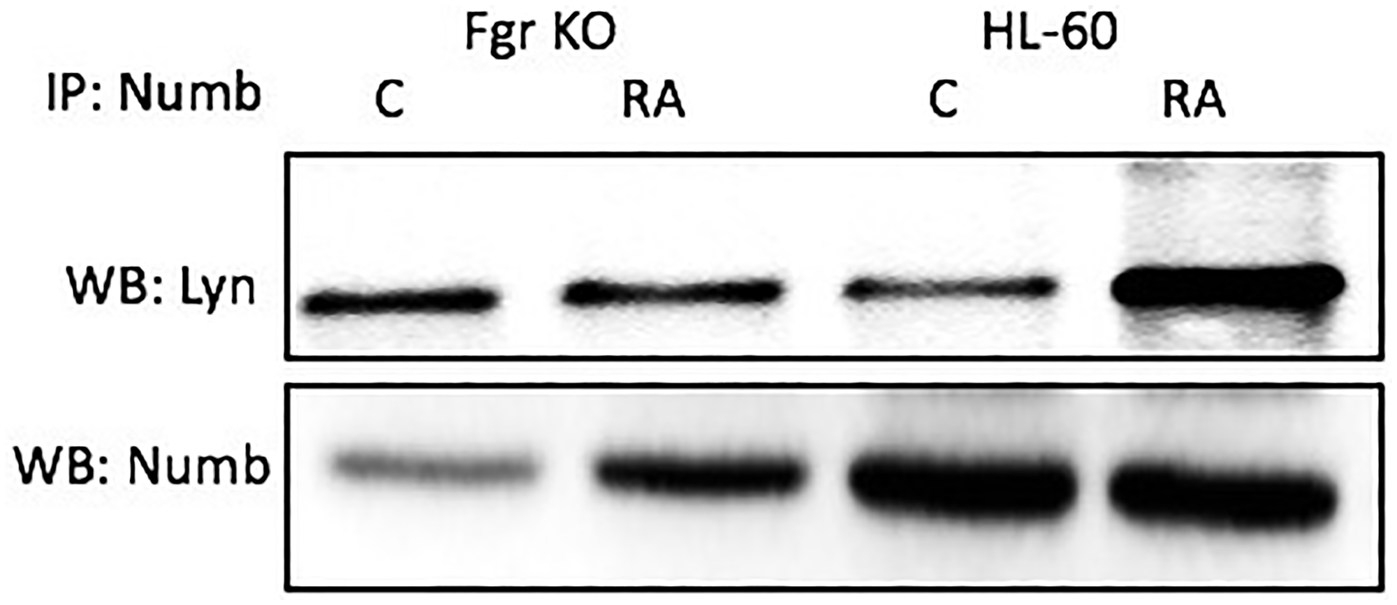 Numb binding Lyn in HL-60 wt and Fgr KO cells assayed by immunoprecipitation