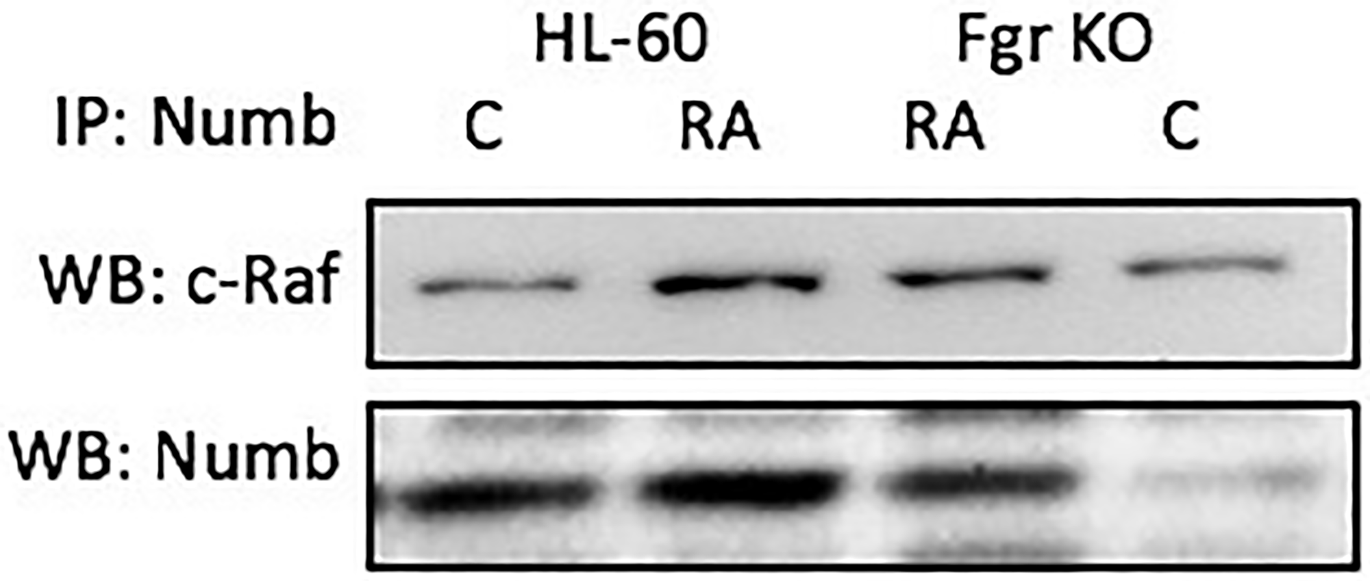 Numb binding Raf in HL-60 wt and Fgr KO cells assayed by immunoprecipitation