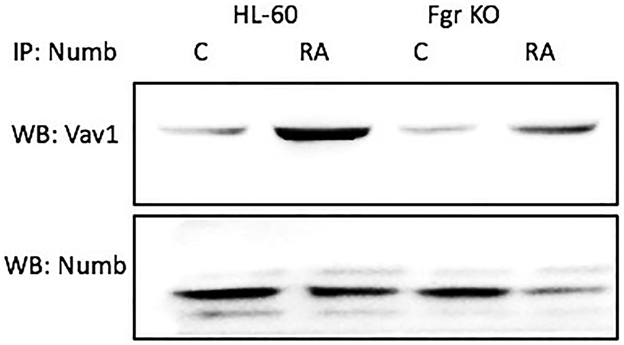 Numb binding Vav in HL-60 wt and Fgr KO cells assayed by immunoprecipitation