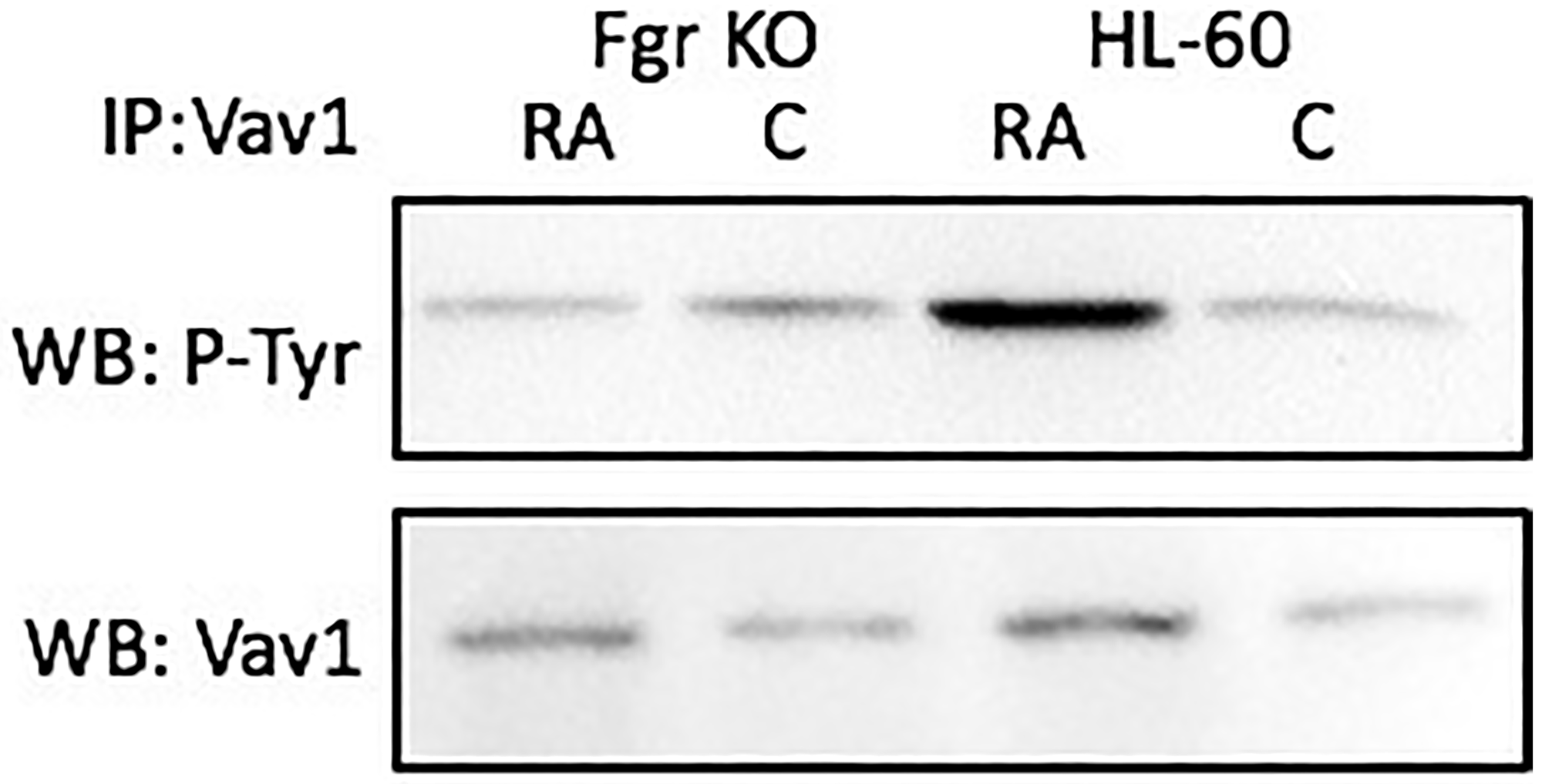 Vav tyrosine phosphorylation in HL-60 wt and Fgr KO cells assessed by immunoprecipitation