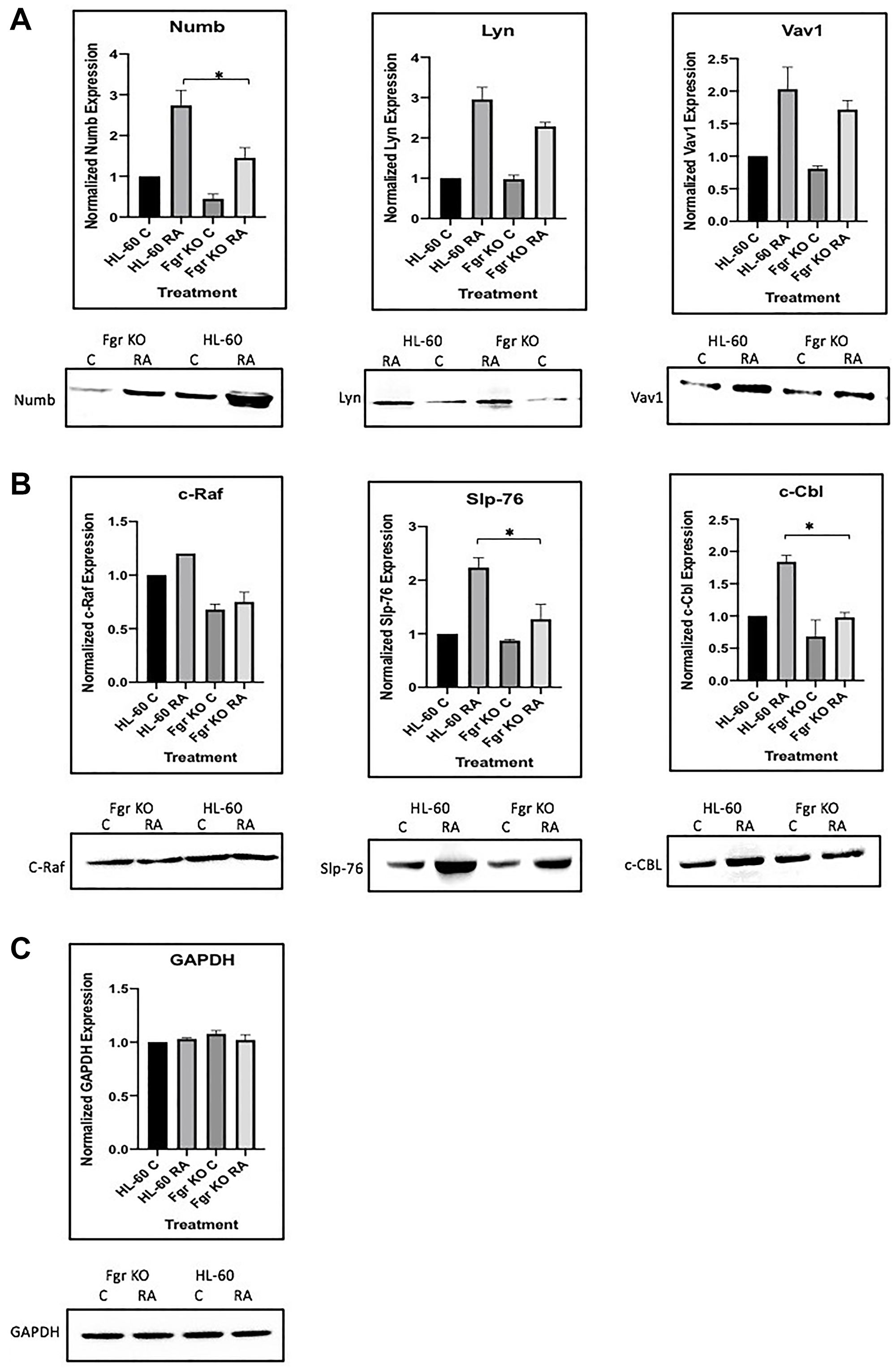 Regulation of “spine” molecules in HL-60 wt versus Fgr KO cells by RA