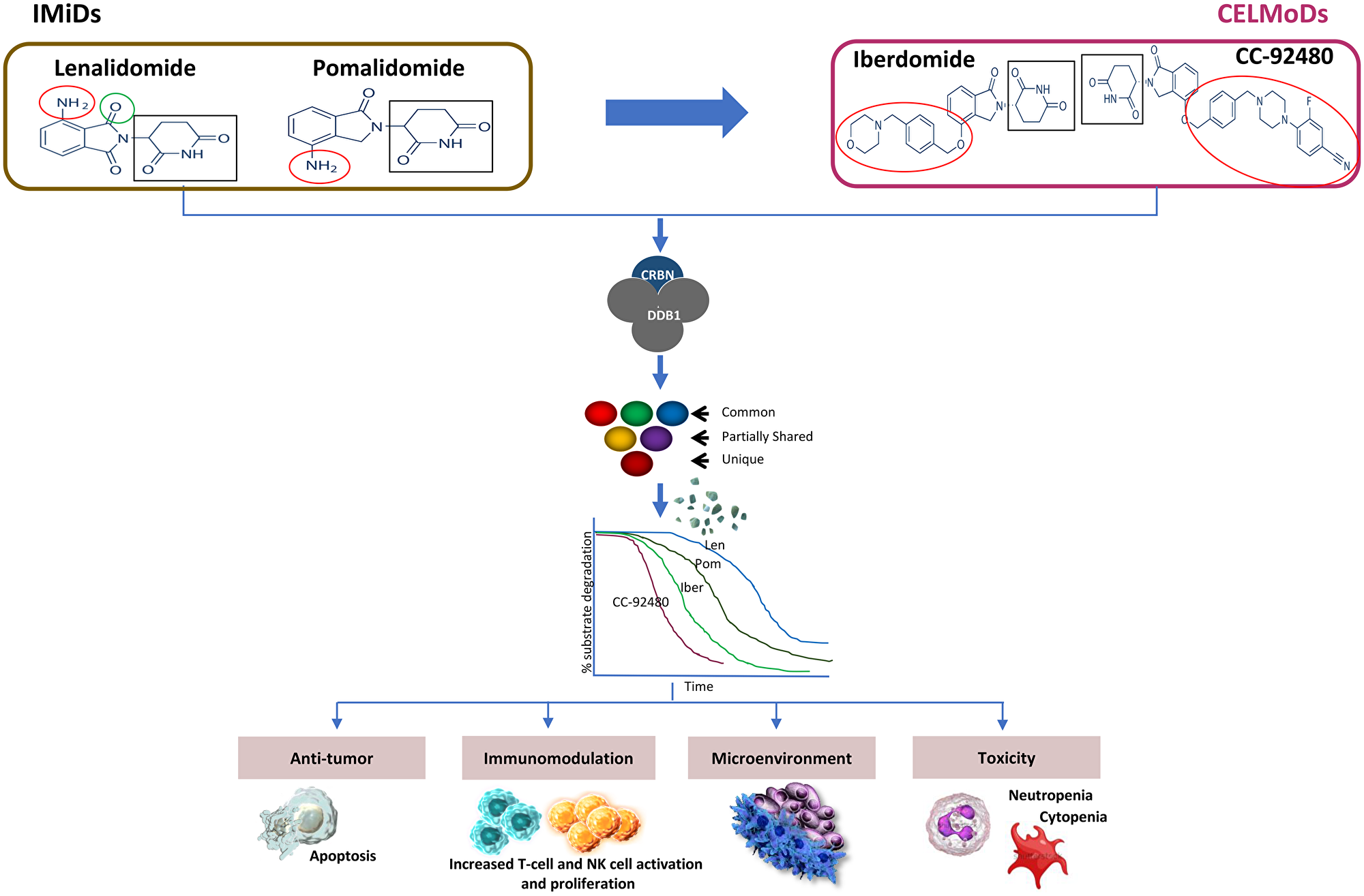 Differentiation of IMiDs and CELMoDs