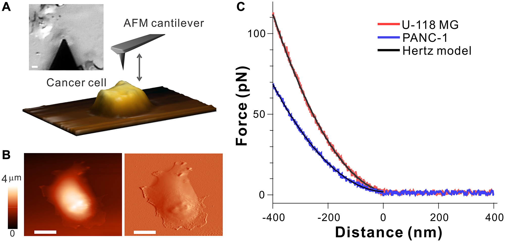 Atomic force spectroscopy probing biomechanical properties of cell surface