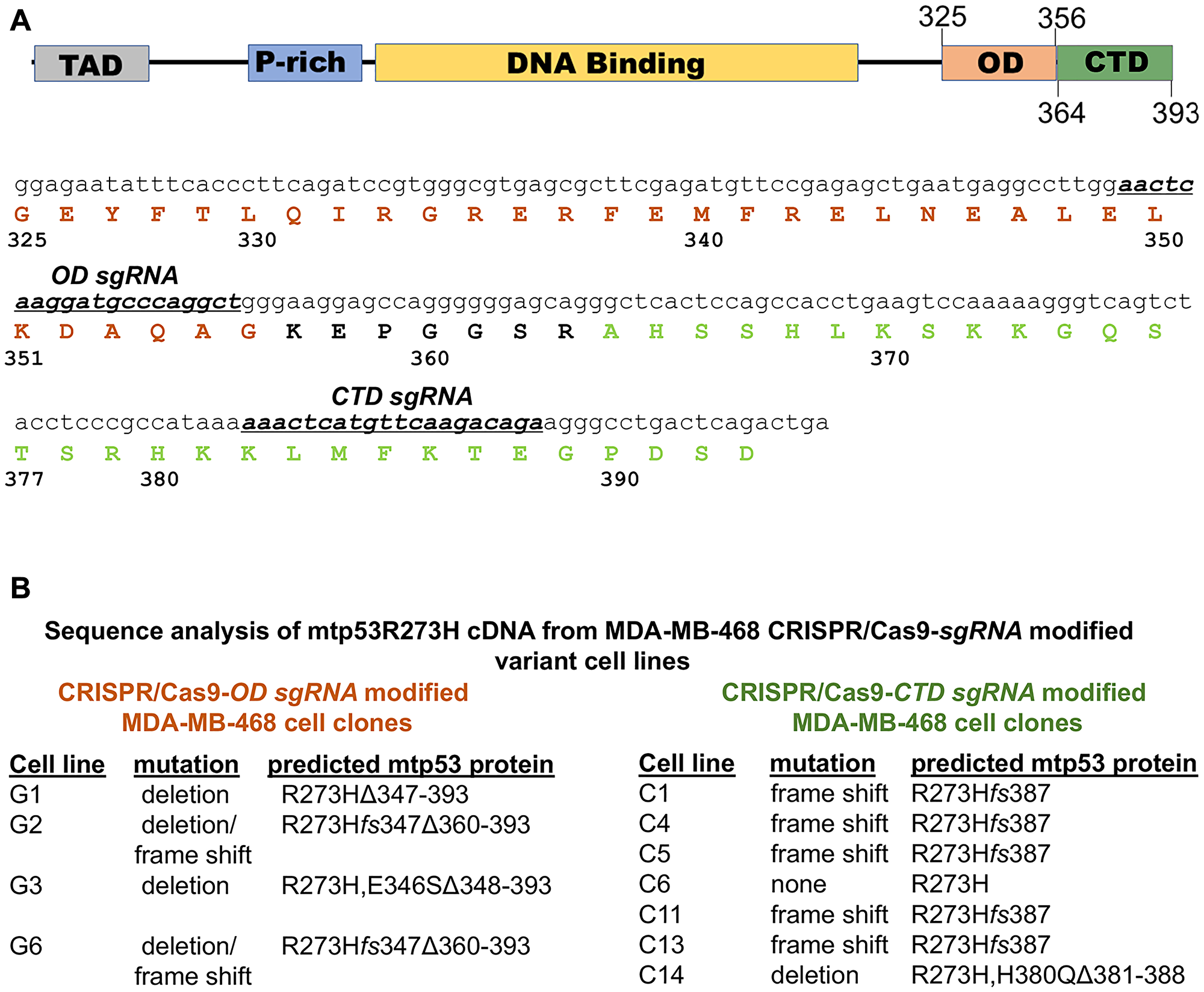 Domain architecture of p53 and nomenclature of clones generated via CRISPR-Cas9