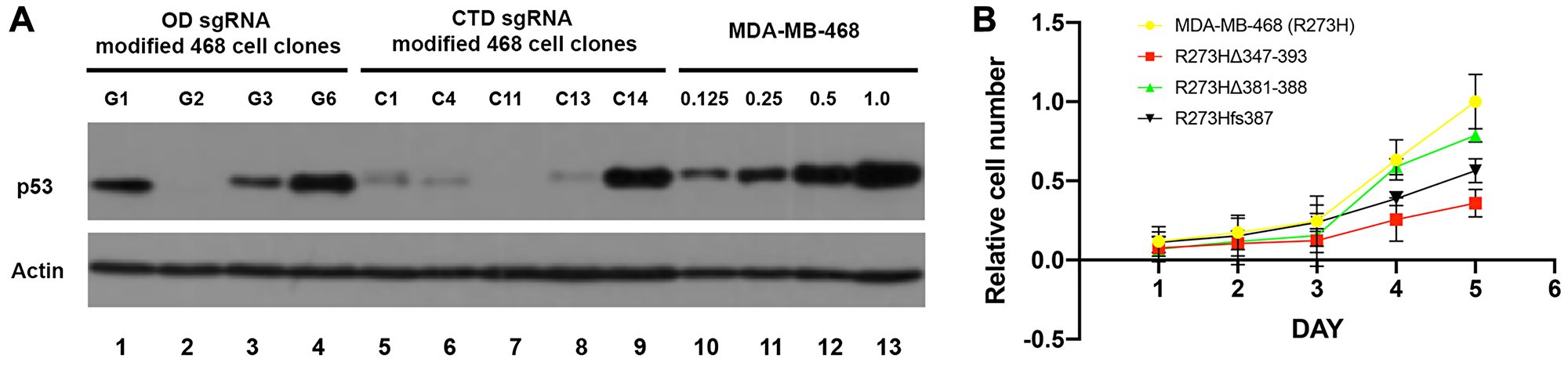 Reduction of mtp53 protein levels and proliferation results from mutations in the OD and CTD of p53