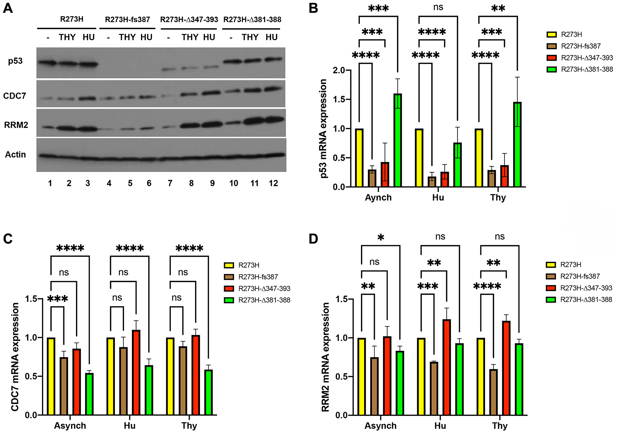 Correlation of mtp53 variants protein and mRNA abundance with RRM2 and CDC7 in MDA-MB-468 CRISPR-Cas9 generated mtp53 cell lines