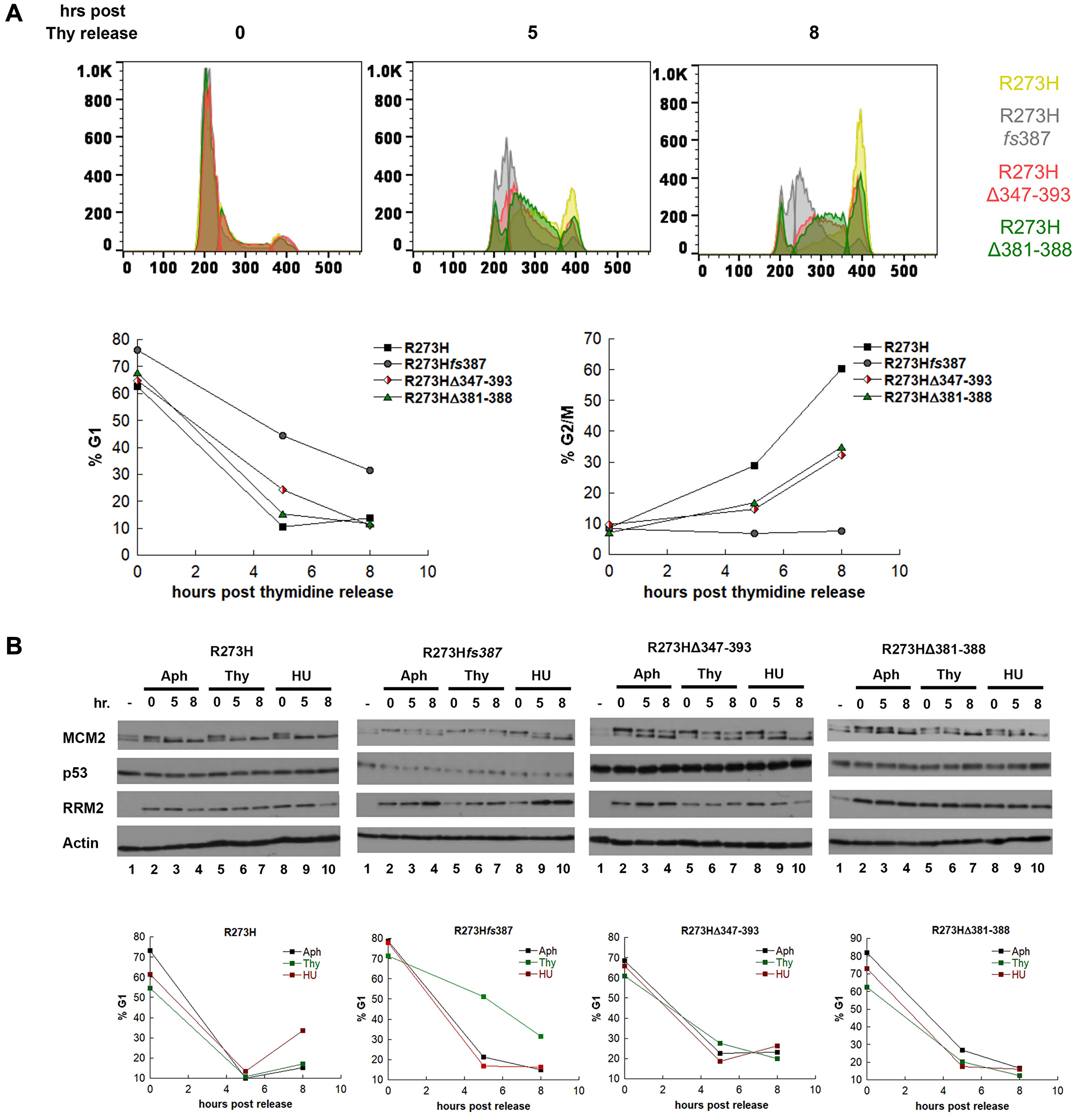 MDA-MB-468 CRISPR-Cas9 generated mtp53 variant-expressing cells display thymidine sensitivity characterized by slow progression through S-phase