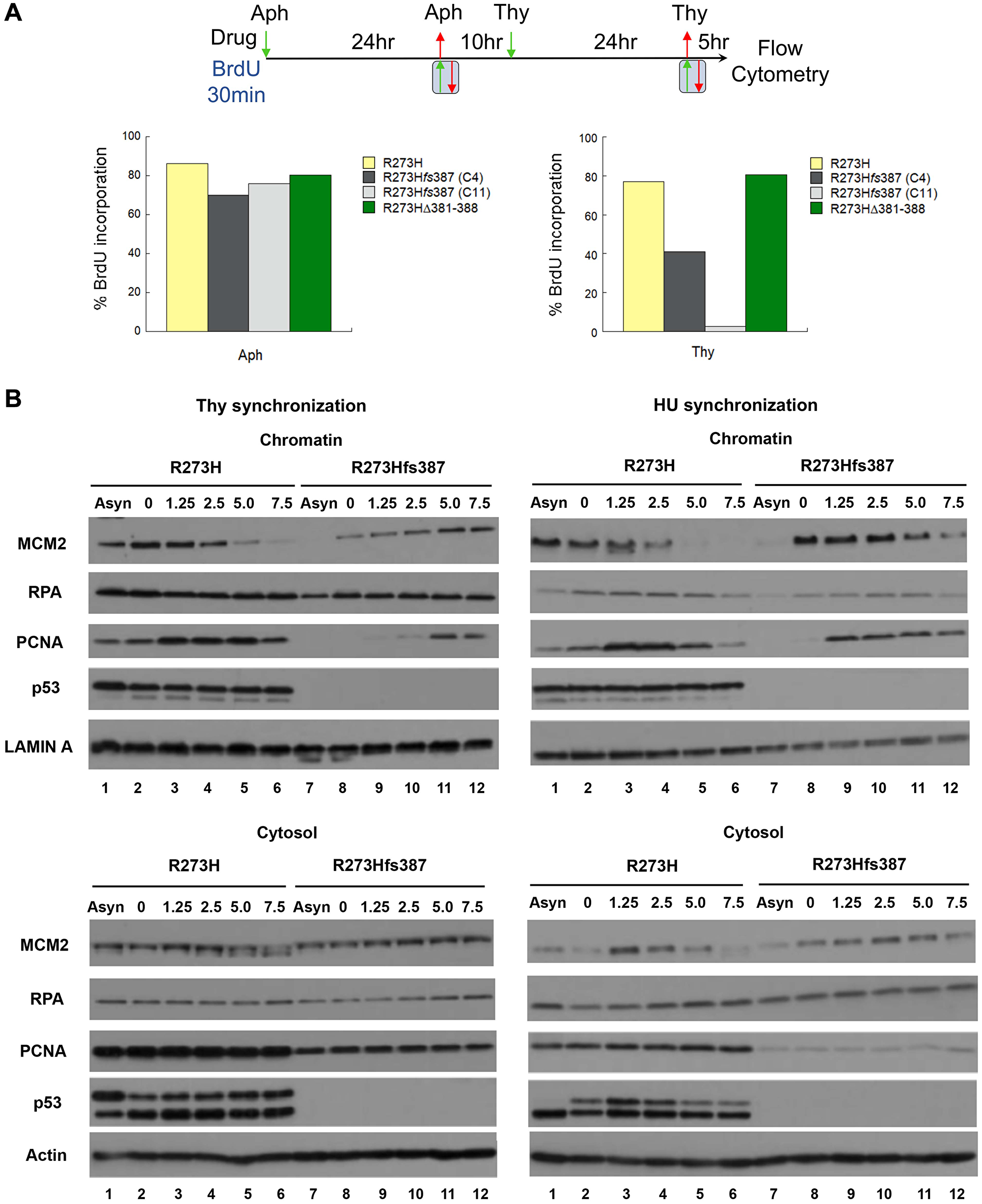 Defective DNA replication underscores the thymidine sensitivity of MDA-MB-468 CRISPR-Cas9 generated mtp53-depleted cells