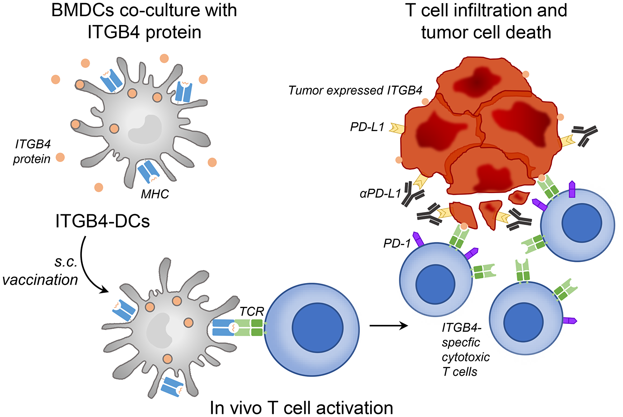 ITGB4-DC vaccine primes ITGB4-specific T cells in vivo, leading to killing of ITGB4 expressing cancer stem cells and differentiated tumor cells which is augmented by anti-PD-L1 administration