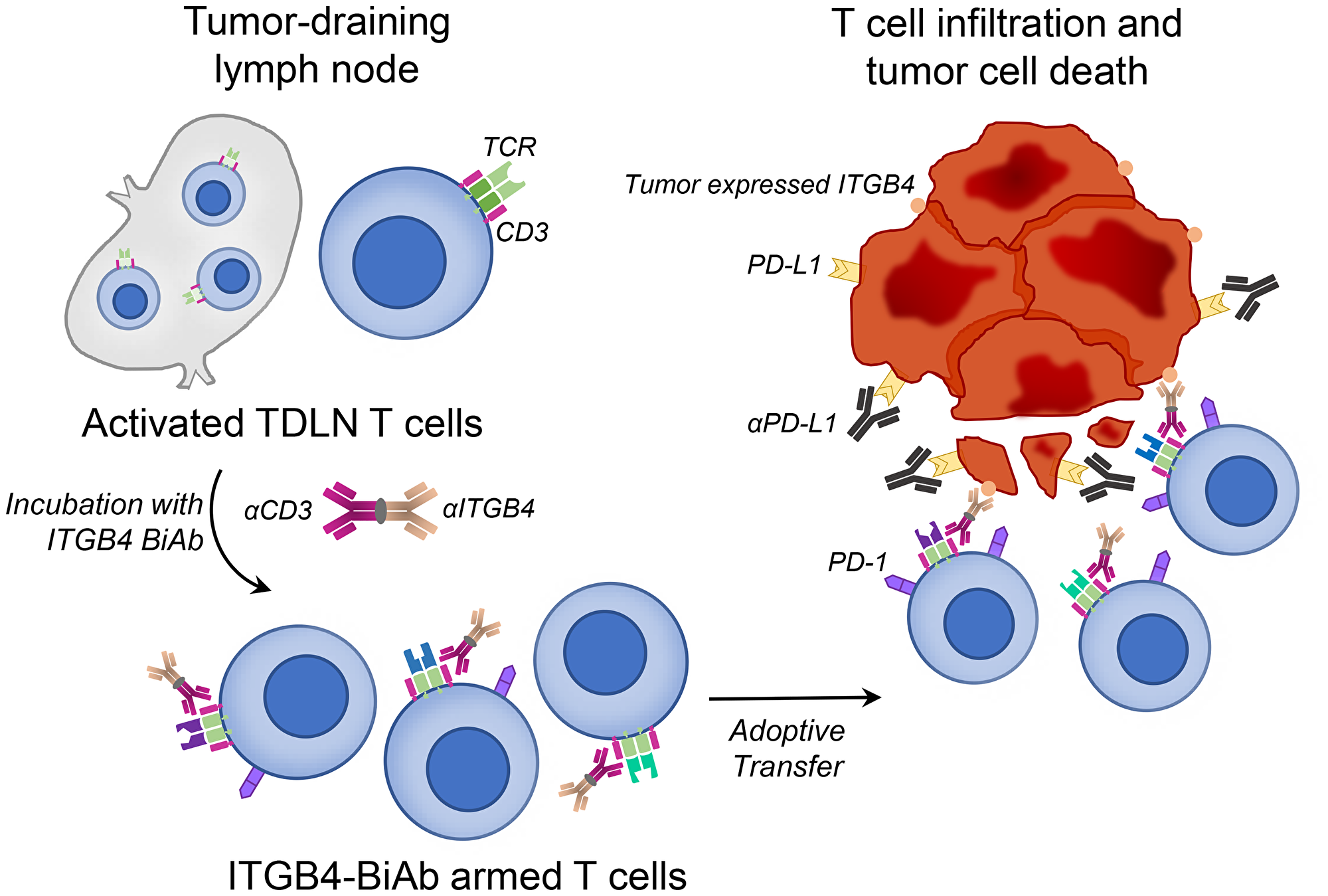 Adoptive transfer of ITGB4-BiAb armed T cells, combined with αPD-L1 administration, results in killing of ITGB4 expressing cancer stem cells and differentiated tumor cells