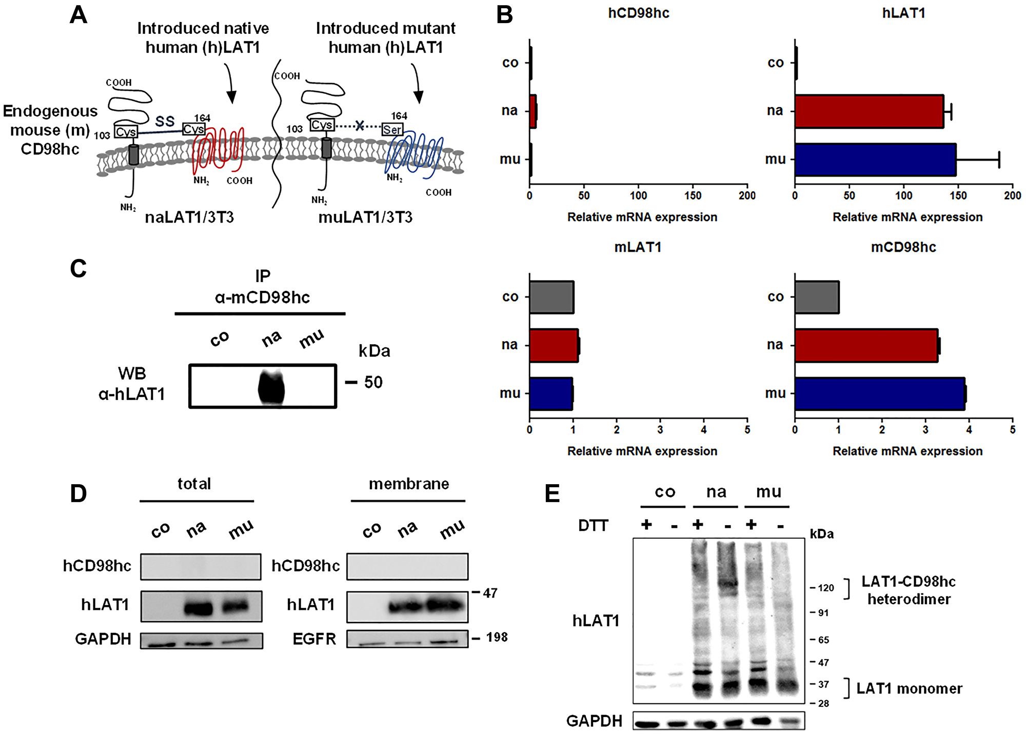 Establishment and basic characterization of NIH/3T3 cell lines expressing human native or mutant LAT1 protein