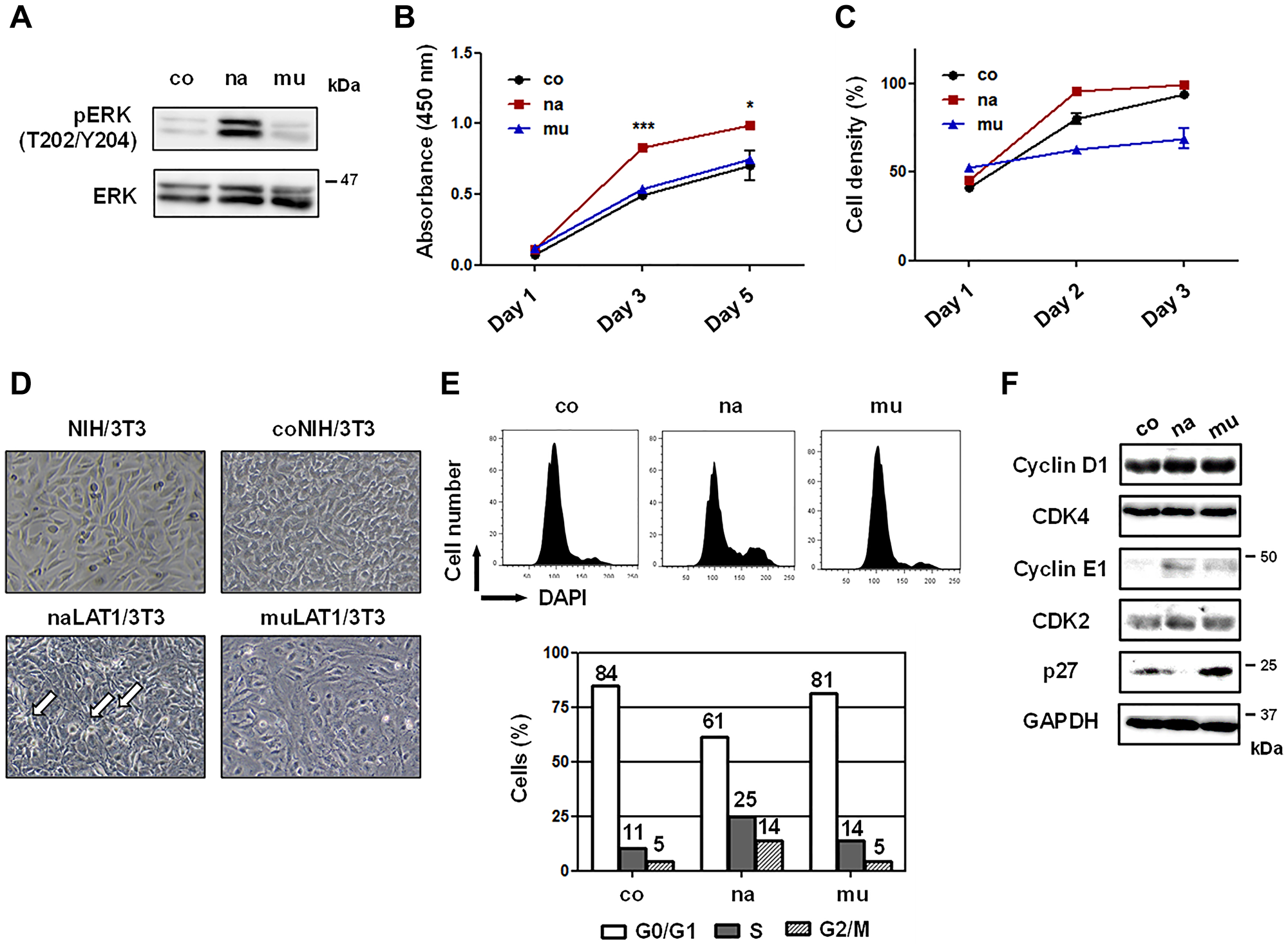 Cell growth-related phenotypes of NIH/3T3 cell lines overexpressing human LAT1 proteins