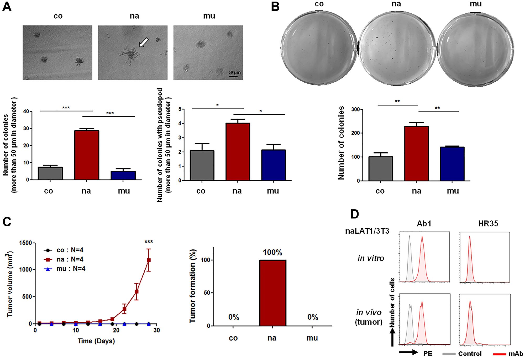 Cell malignancy-related phenotypes of NIH3T3 cell lines overexpressing human LAT1 proteins