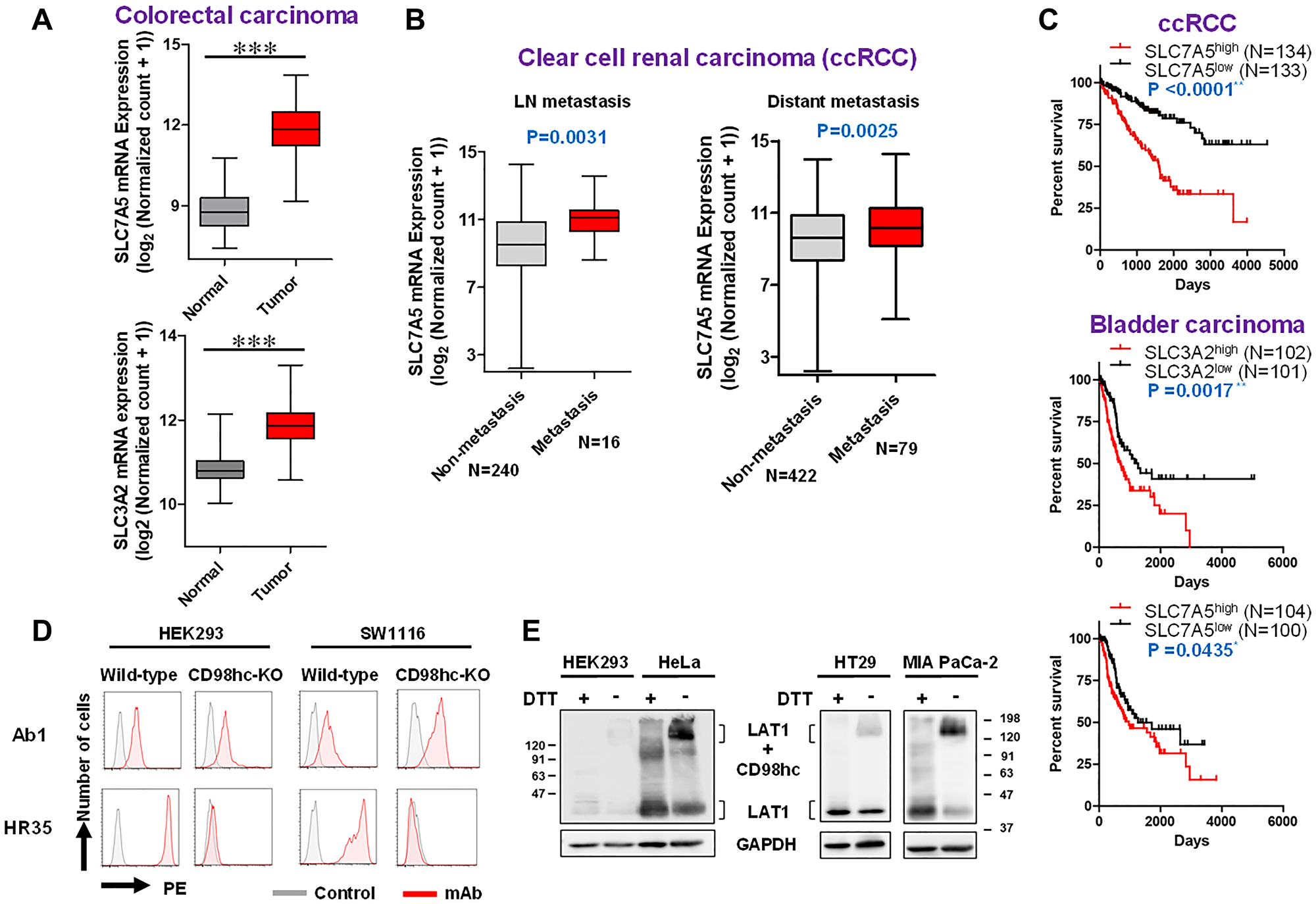 TCGA analyses (expression, metastasis and prognosis) and possible CD98hc-independent cell-surface expression of LAT1 in human cells