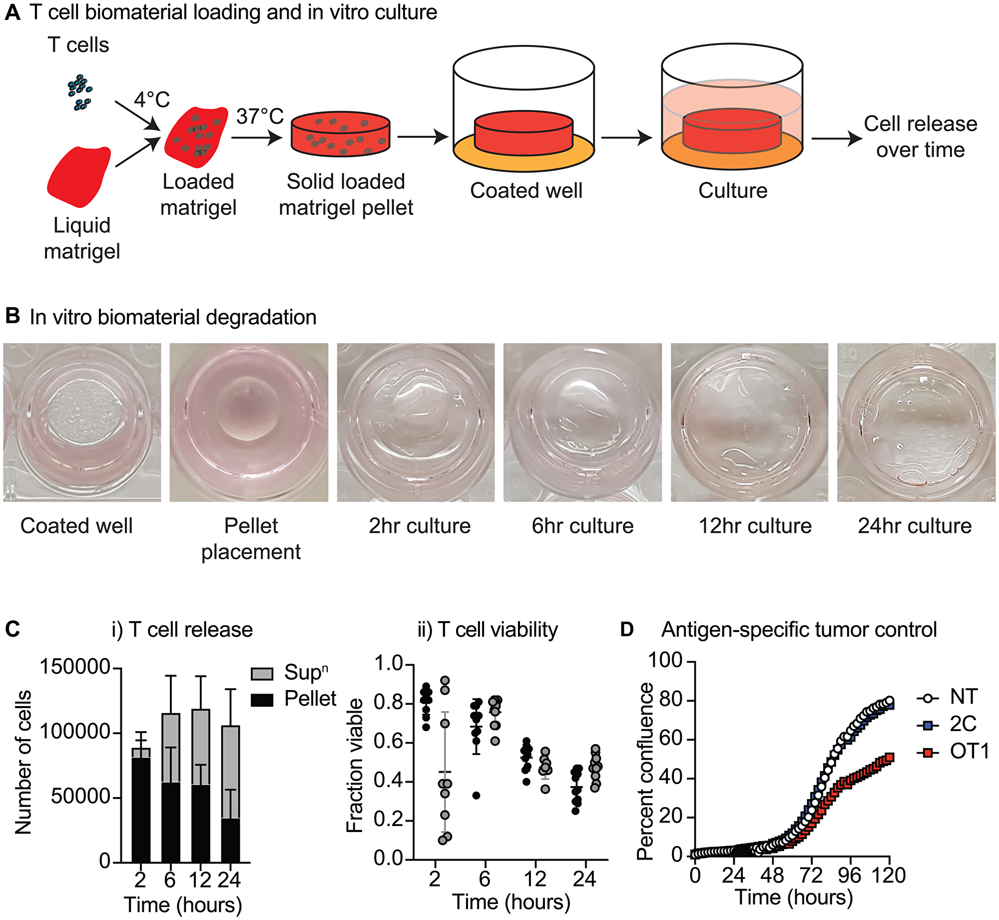 Biomaterial loading of T-cells