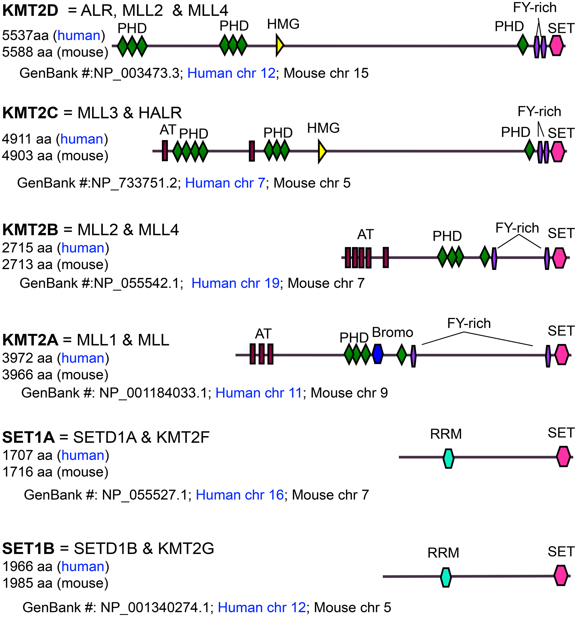 Domain organization, size, and chromosomal location of MLL/SET1 H3K4 methyltransferases