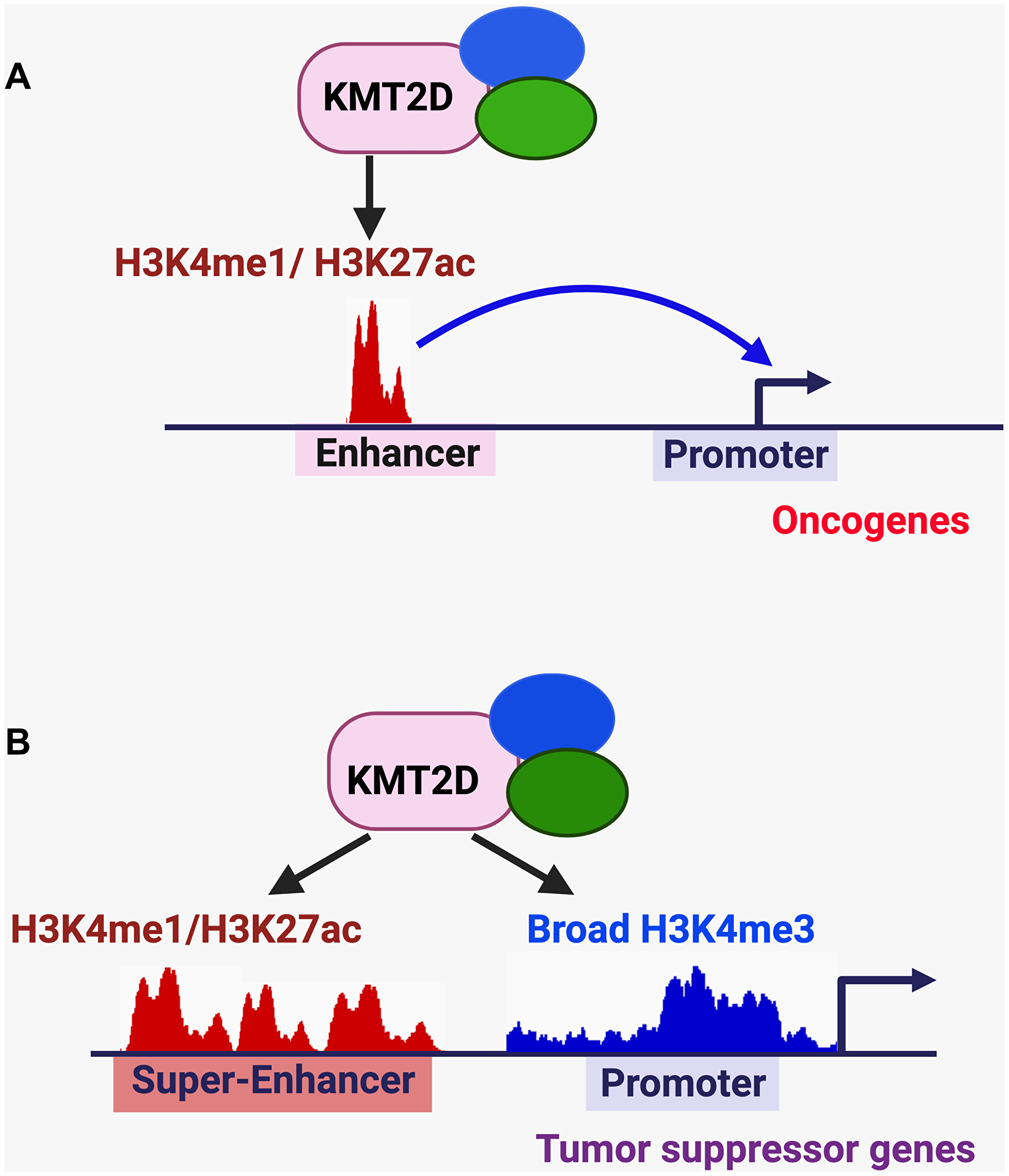 KMT2D-mediated regulation of enhancers, super-enhancers, and broad H3K4me3 signature in cancer